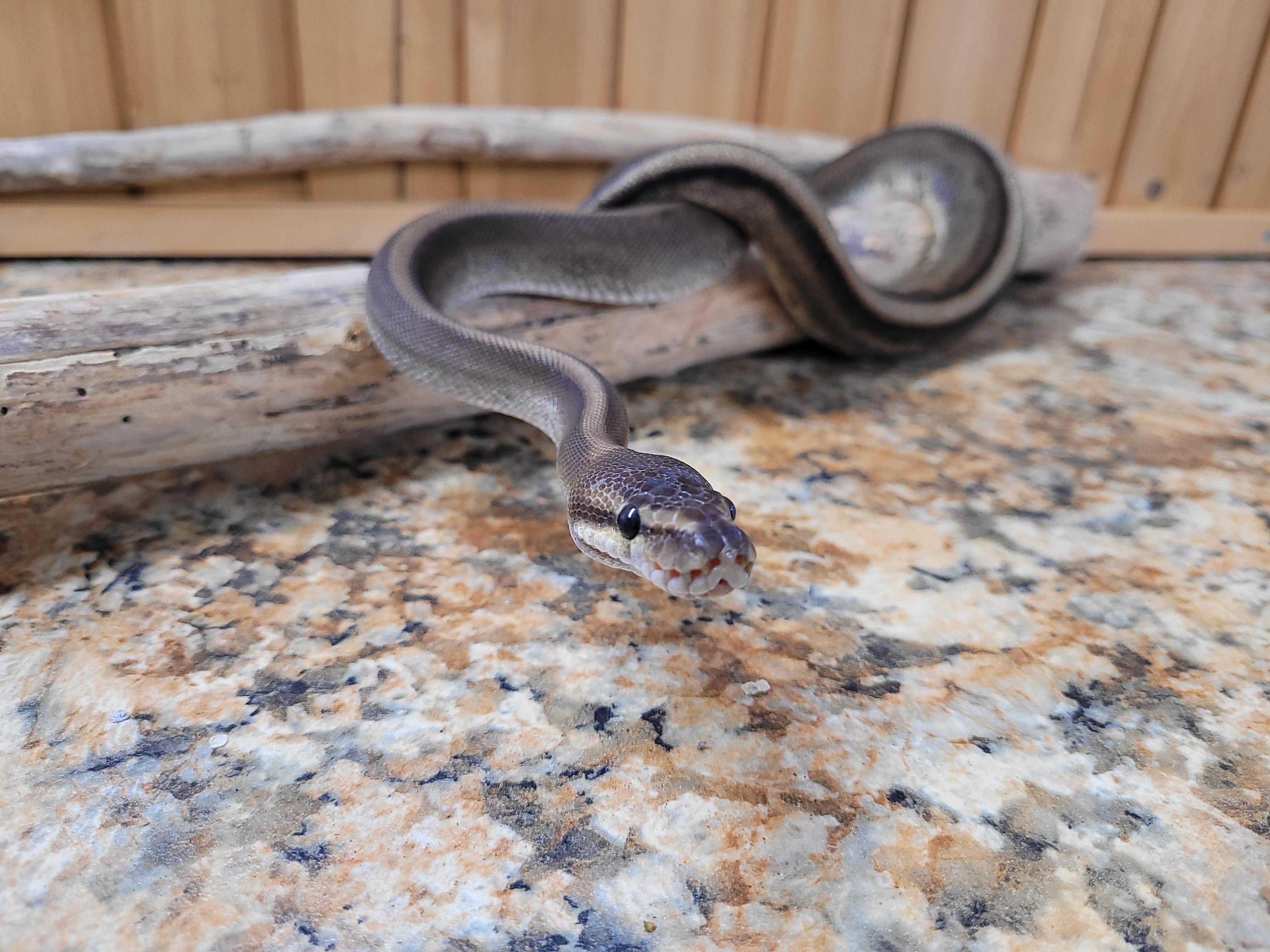 Enlarge Charlie, a Adopted Ball Python in Sheboygan Falls, WI image 3/6