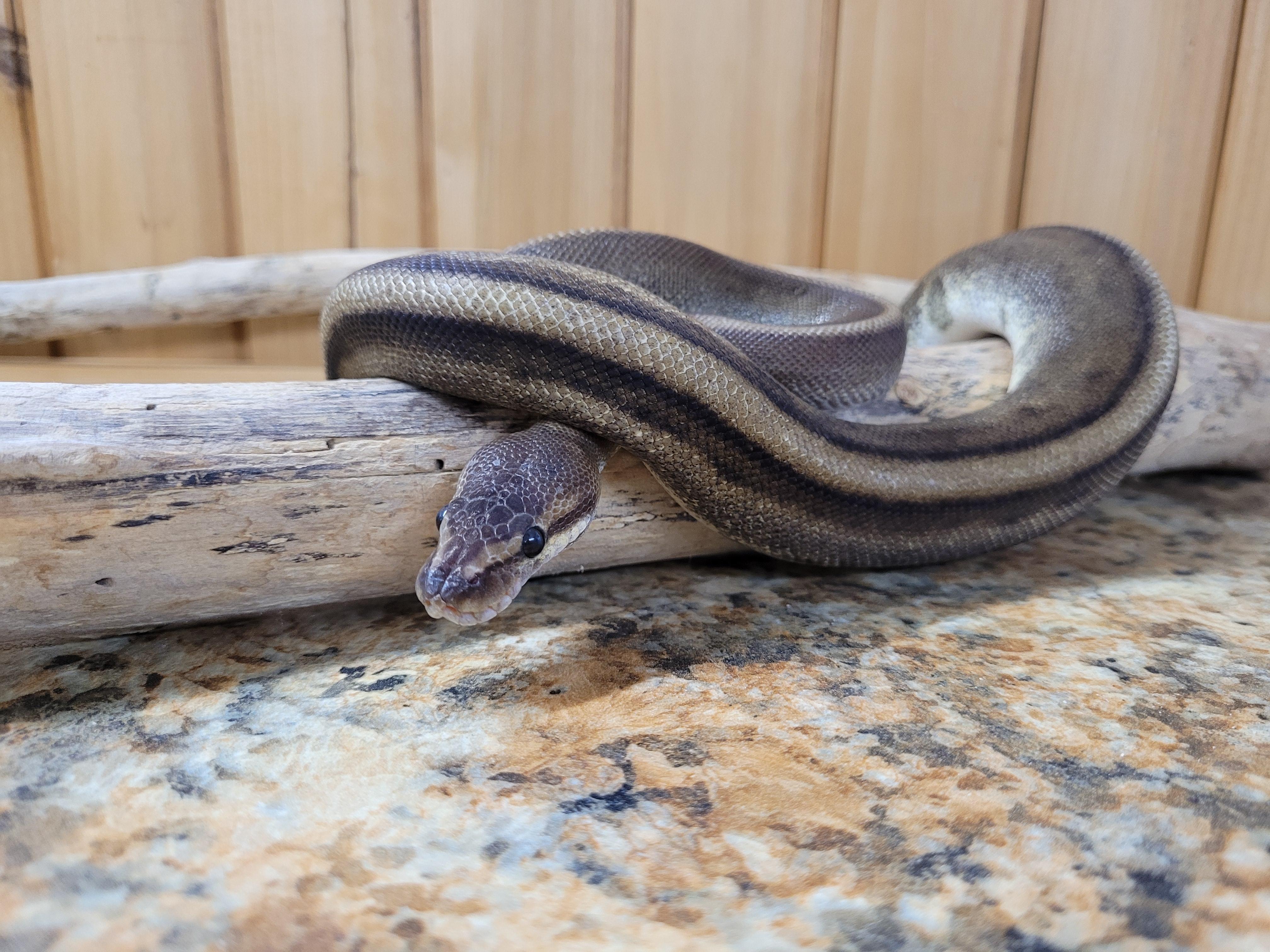 Enlarge Charlie, a Adopted Ball Python in Sheboygan Falls, WI image 4/6