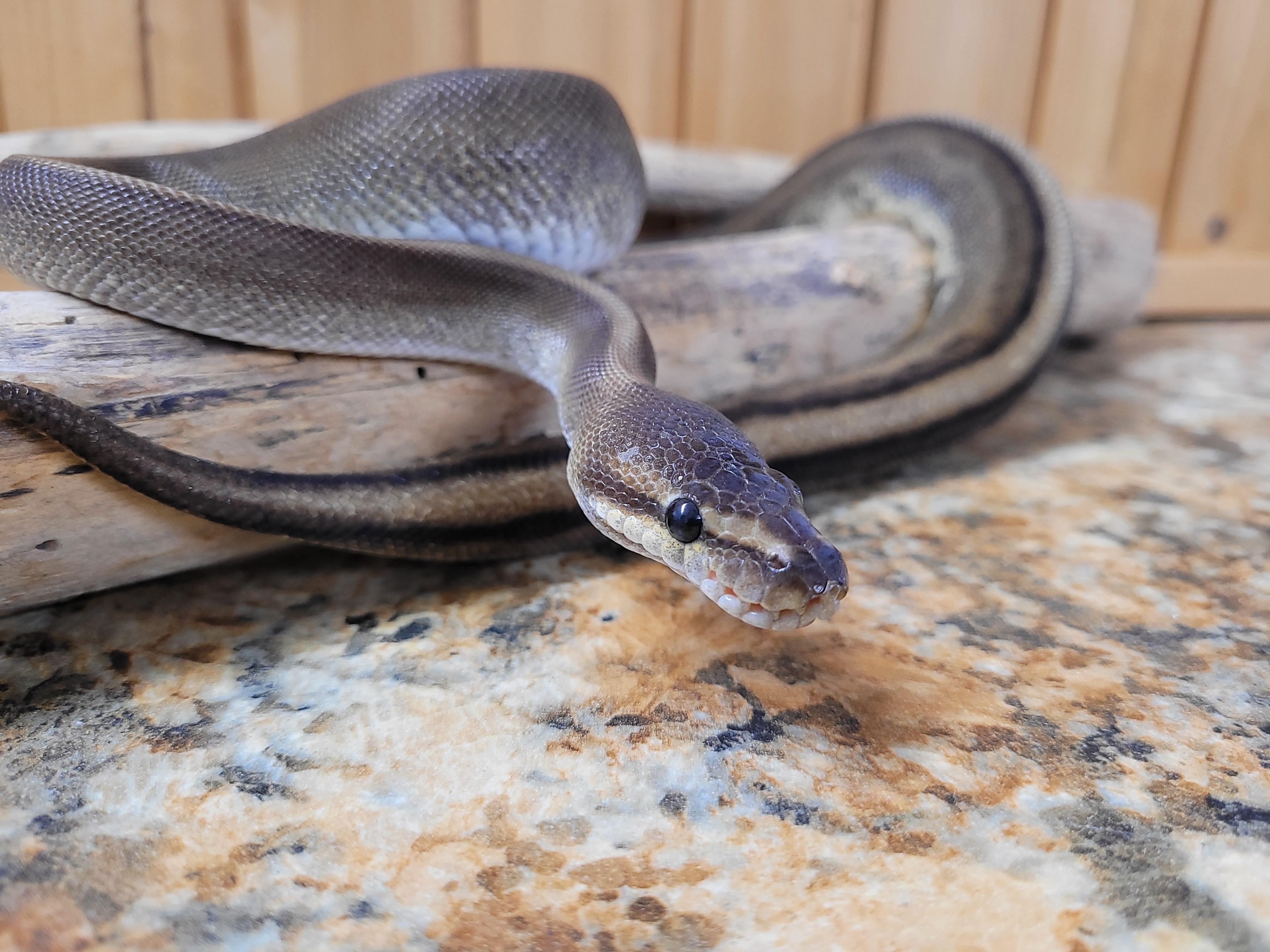 Enlarge Charlie, a Adopted Ball Python in Sheboygan Falls, WI image 1/6
