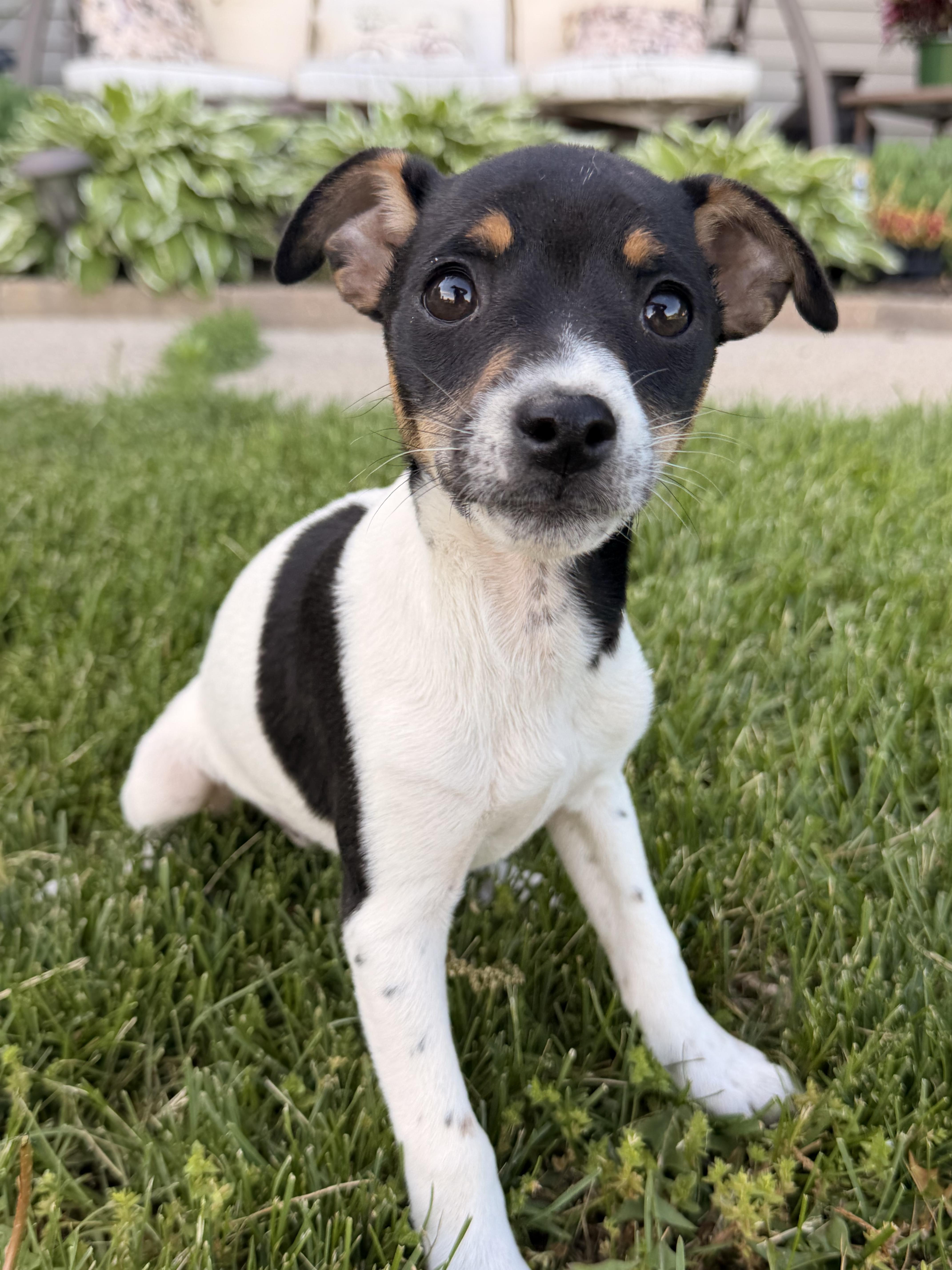 Daisey, adopted, Puppy Female Jack Russell Terrier.