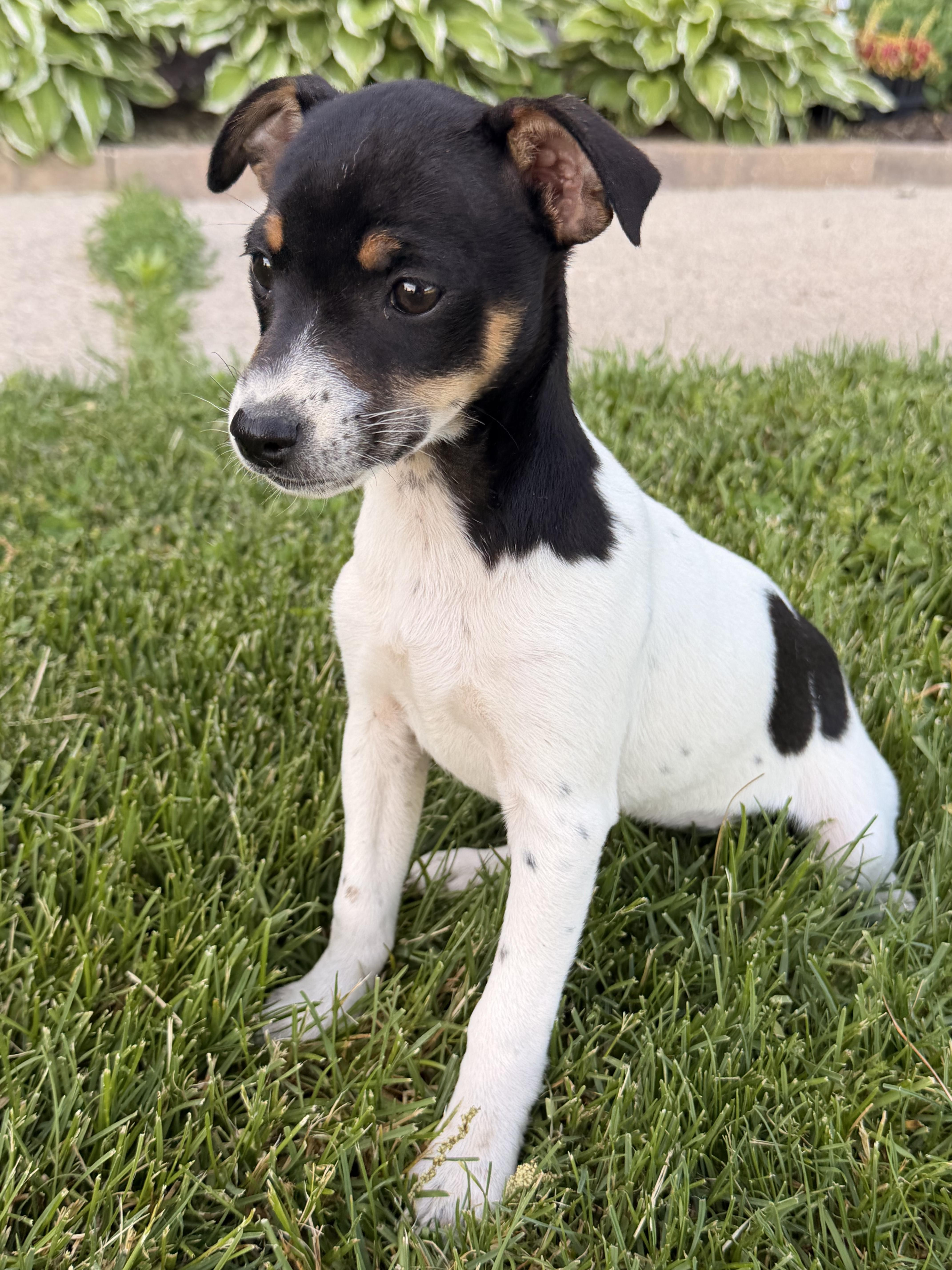 Daisey, an adopted Jack Russell Terrier in North Freedom, WI image 2/2