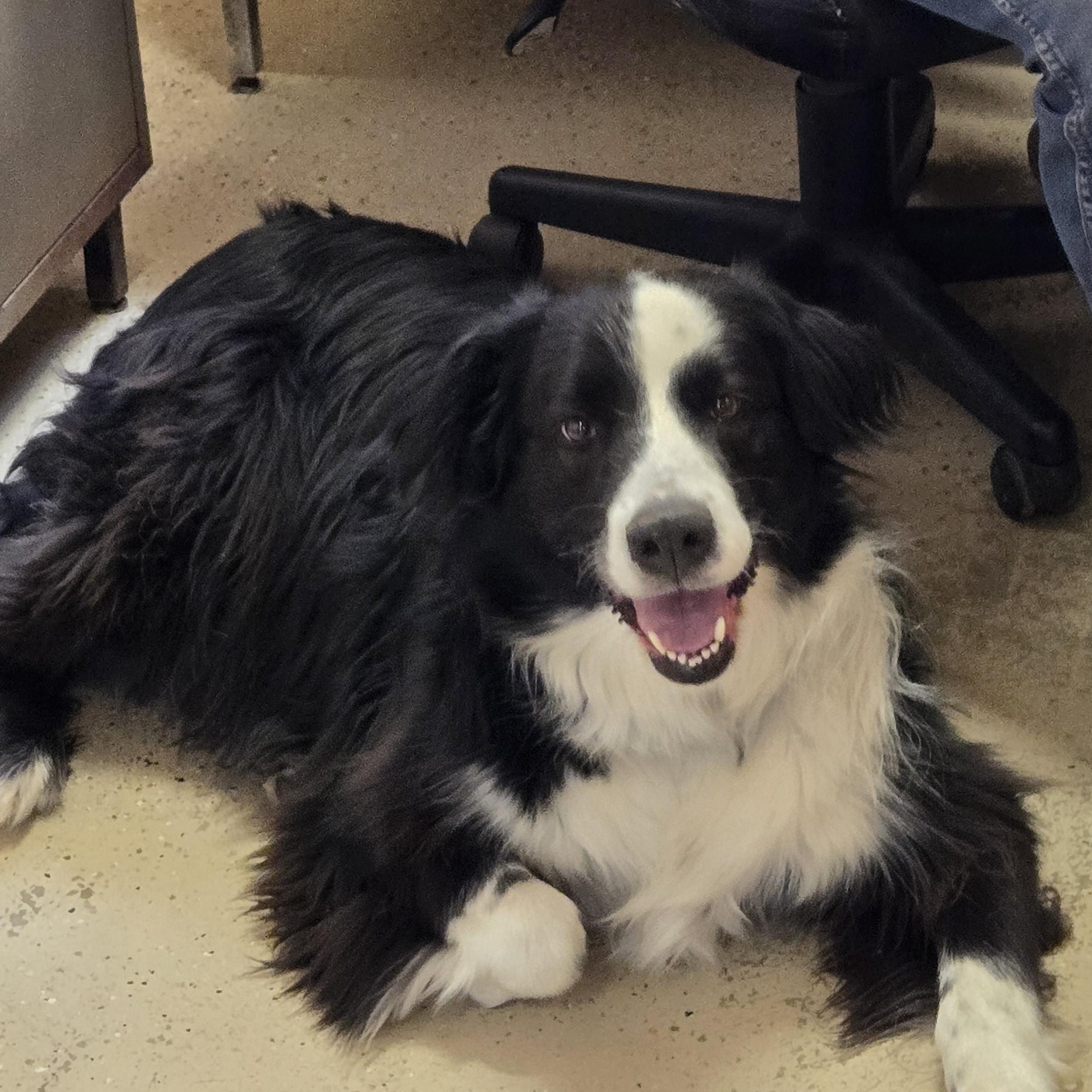 Rosco, Adoptable, Young Male English Shepherd.