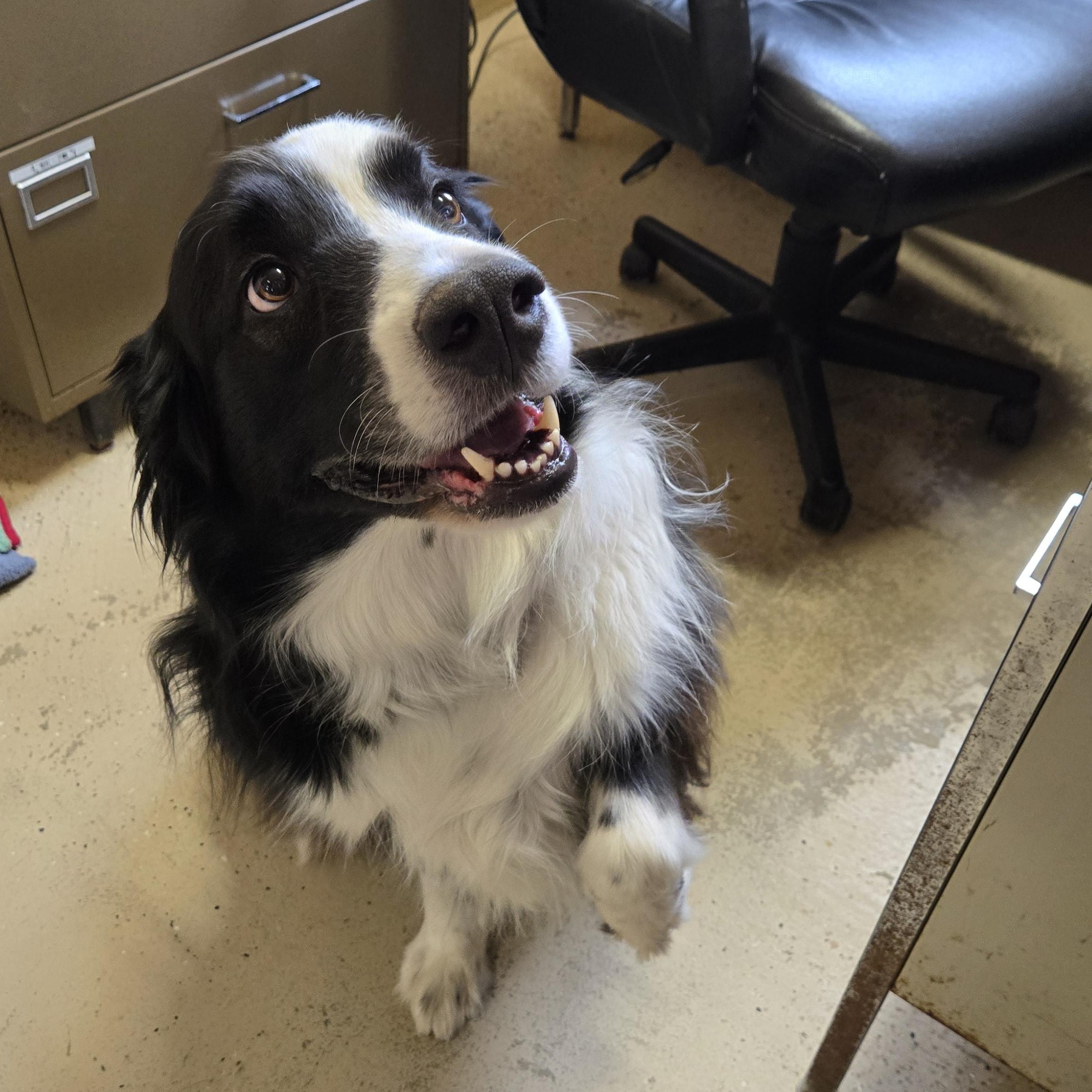 Enlarge Rosco, a Adoptable English Shepherd in Grafton, OH image 4/5