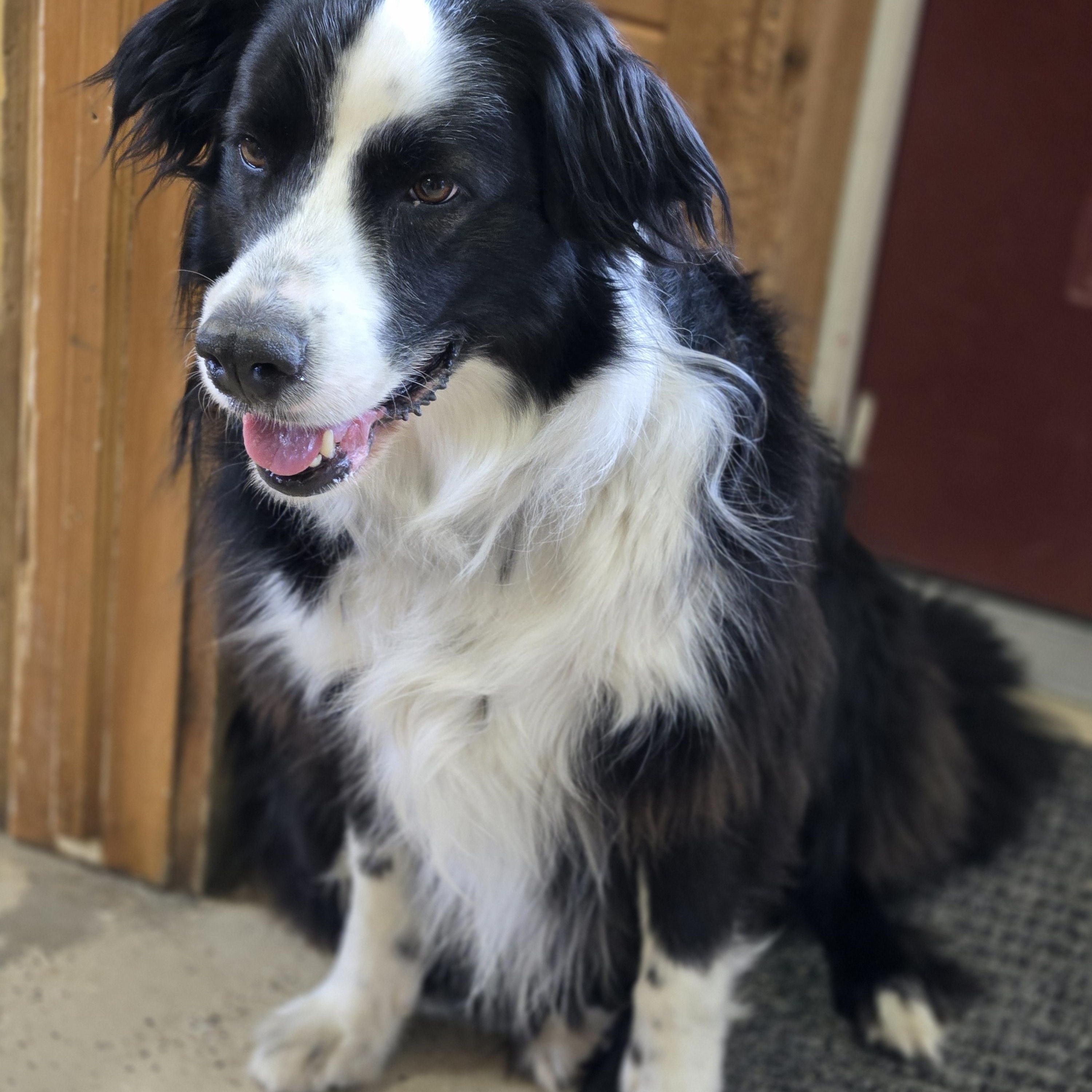 Enlarge Rosco, a Adoptable English Shepherd in Grafton, OH image 3/5