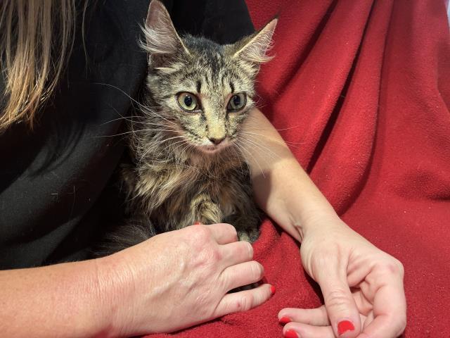NORI, Adoptable, Adult Female Domestic Medium Hair.