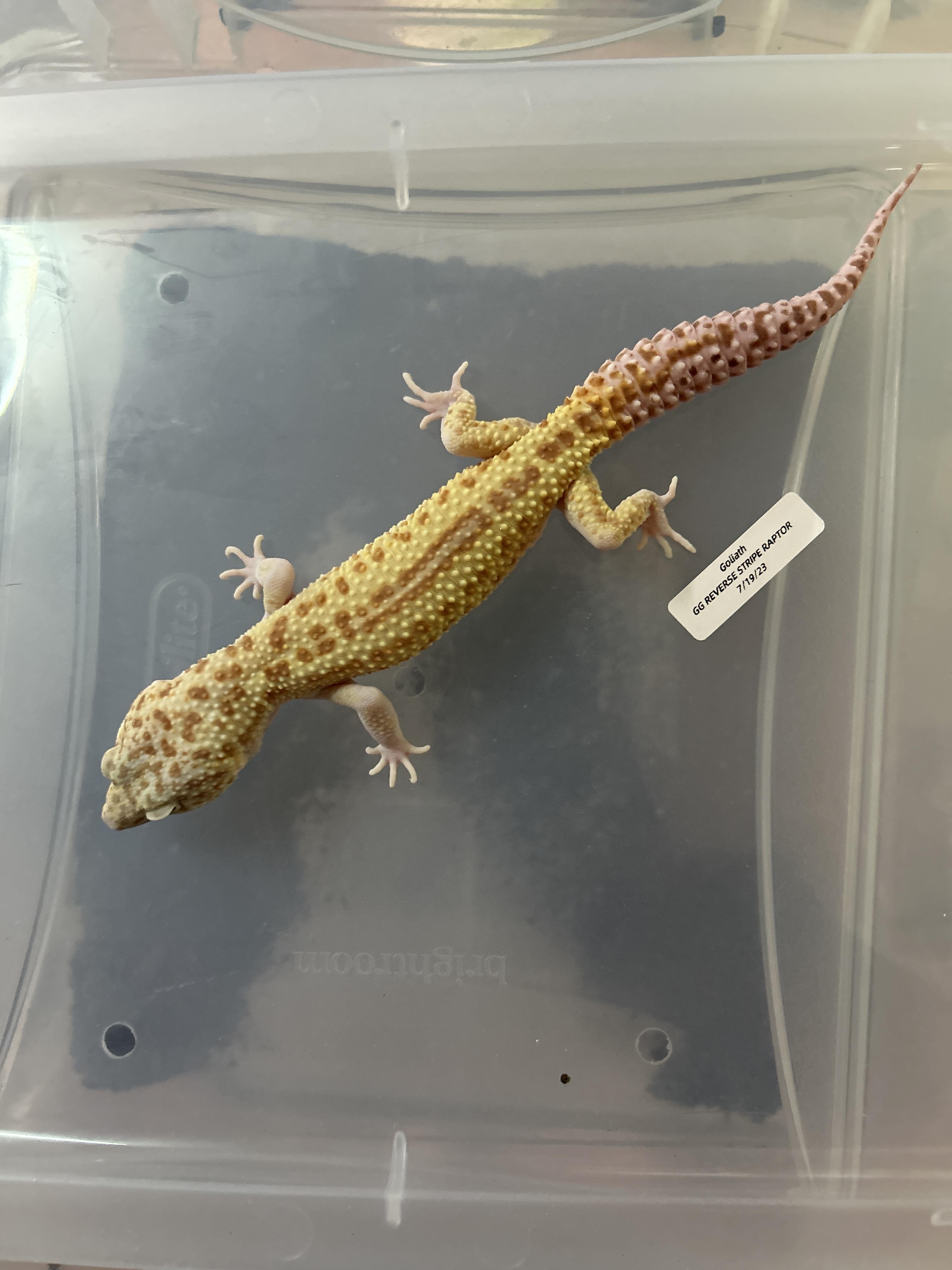 Leopard Gecko, Adoptable, Adult Unknown Gecko.