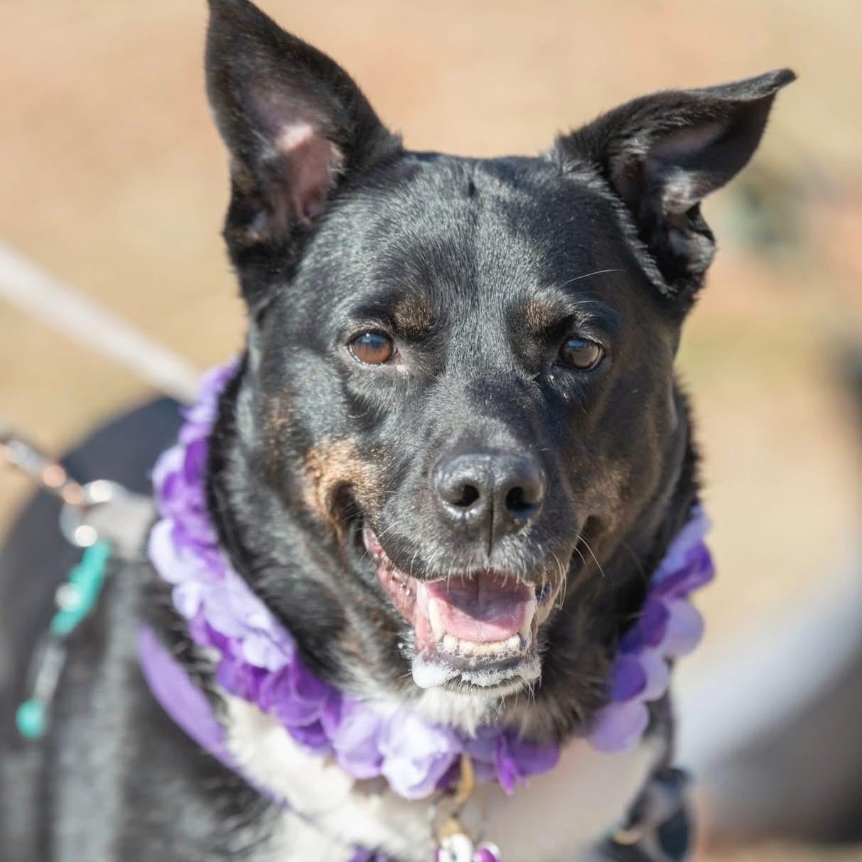 AhRue — thumbnail 5