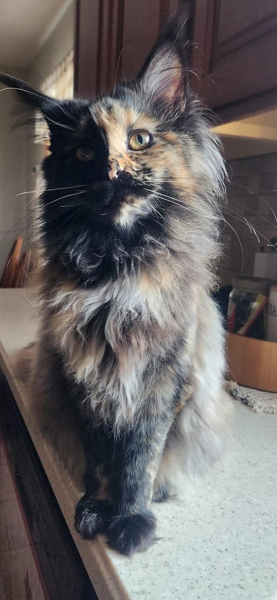 Jo Sea, Adopted, Adult Female Maine Coon.