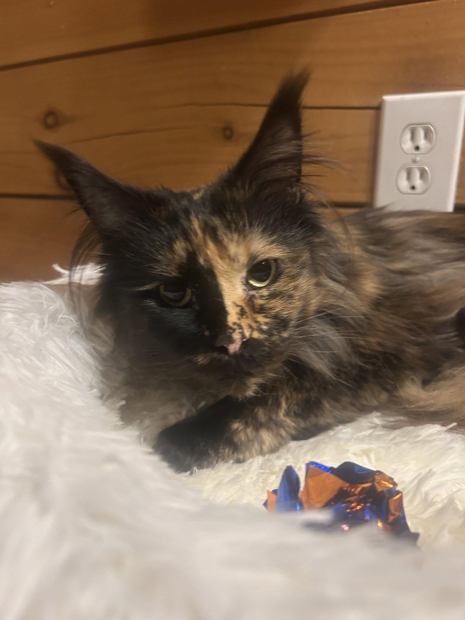 Enlarge Jo Sea, a Adopted Maine Coon in Absecon, NJ image 2/3