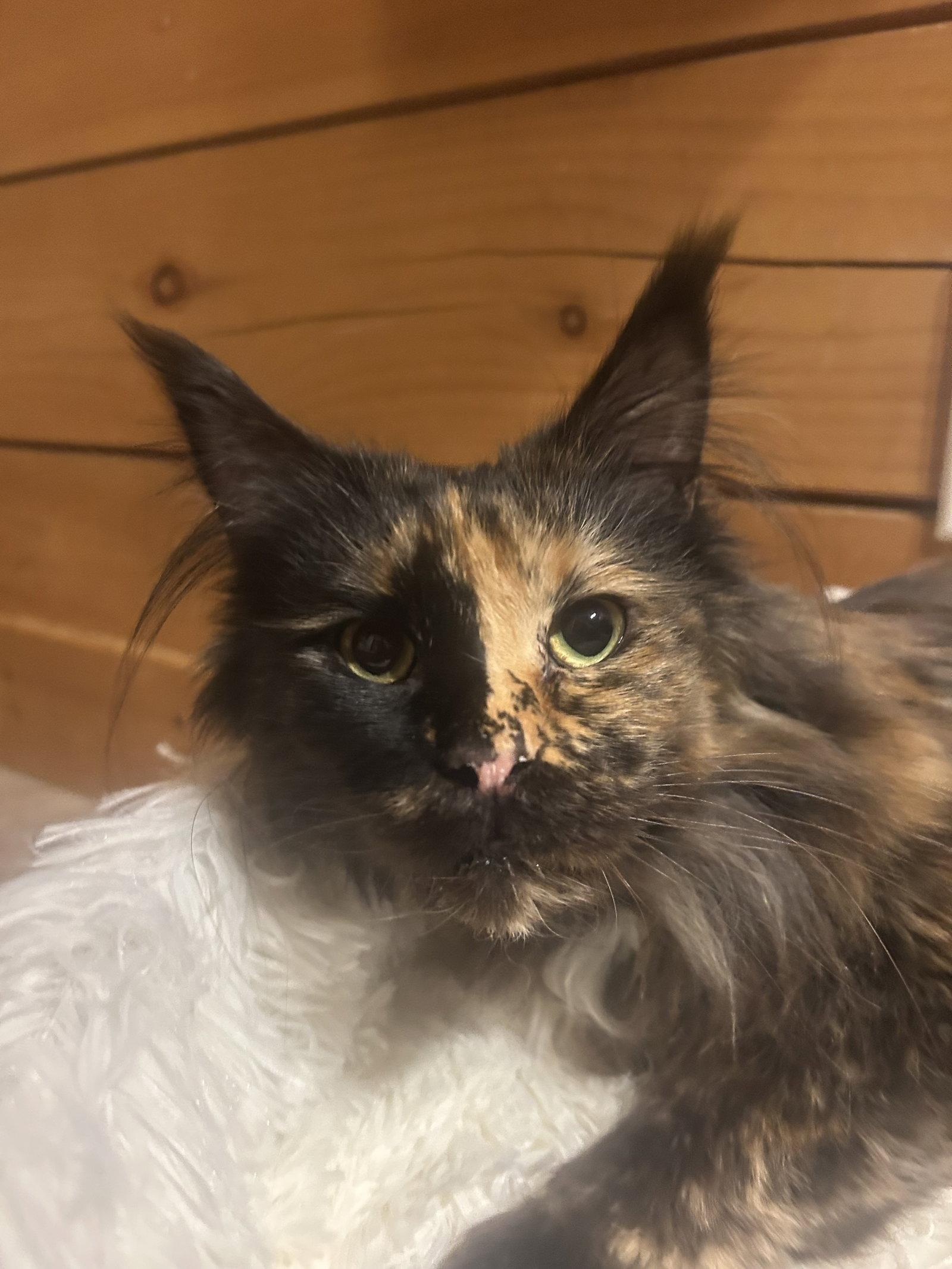 Enlarge Jo Sea, a Adopted Maine Coon in Absecon, NJ image 3/3