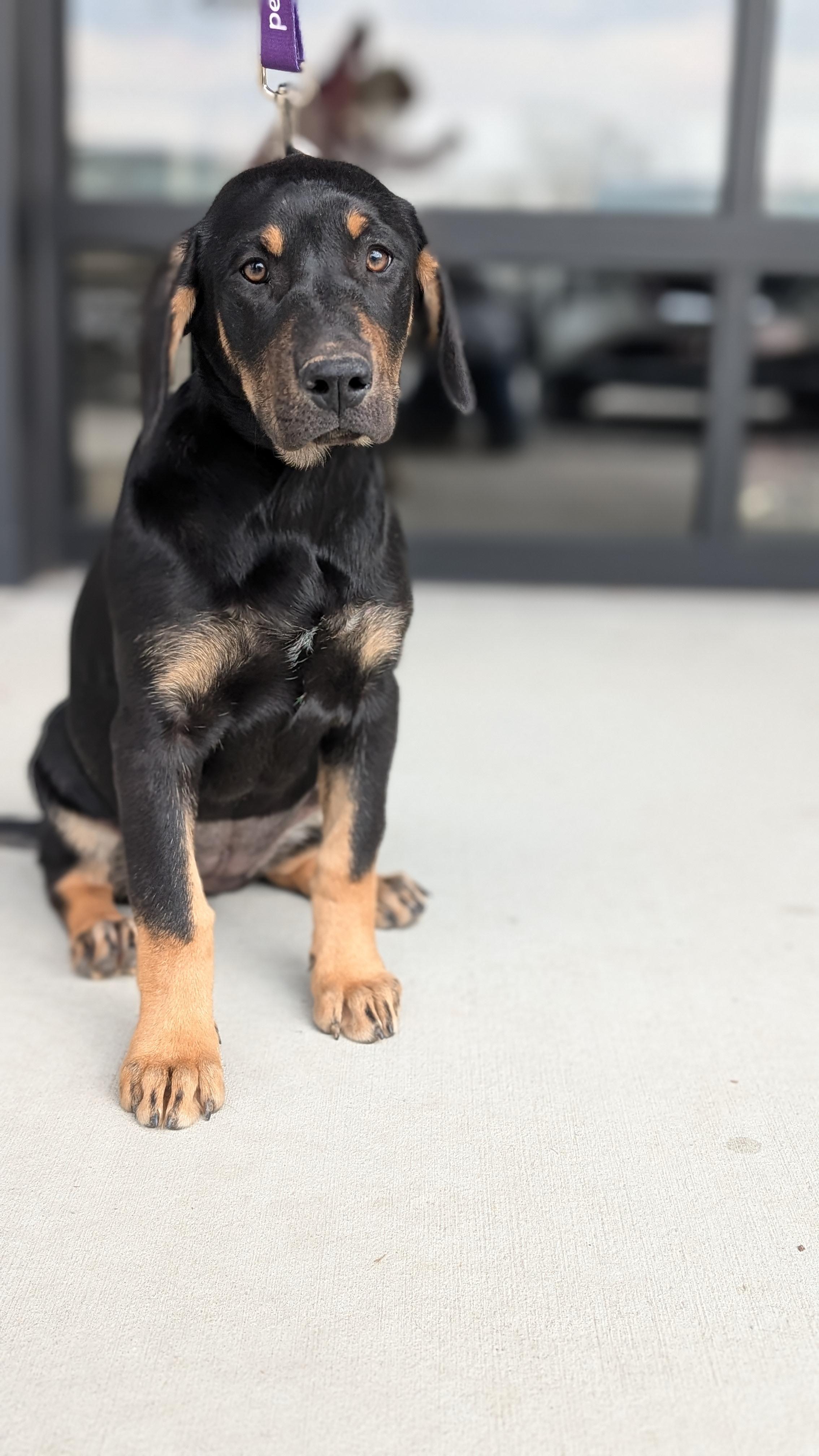 Enlarge Libra, a ADOPTABLE mixed breed in Joppa, AL image 2/4