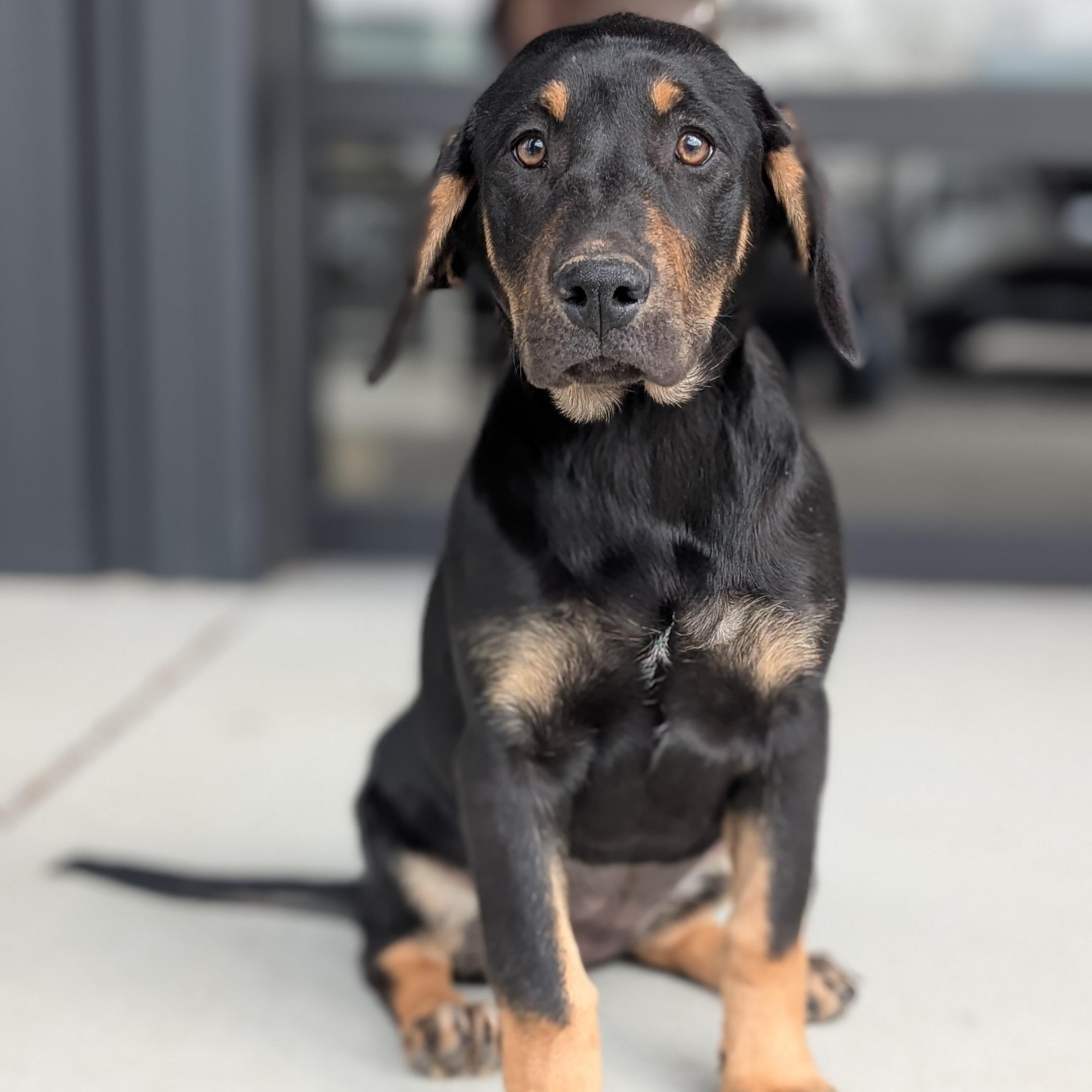 Enlarge Libra, a ADOPTABLE mixed breed in Joppa, AL image 1/4