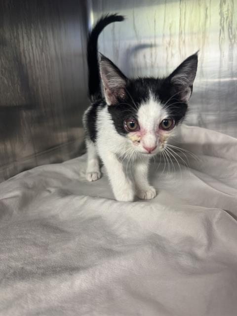 WHISPER, Adoptable, Kitten Female Domestic Short Hair & Domestic Short Hair.