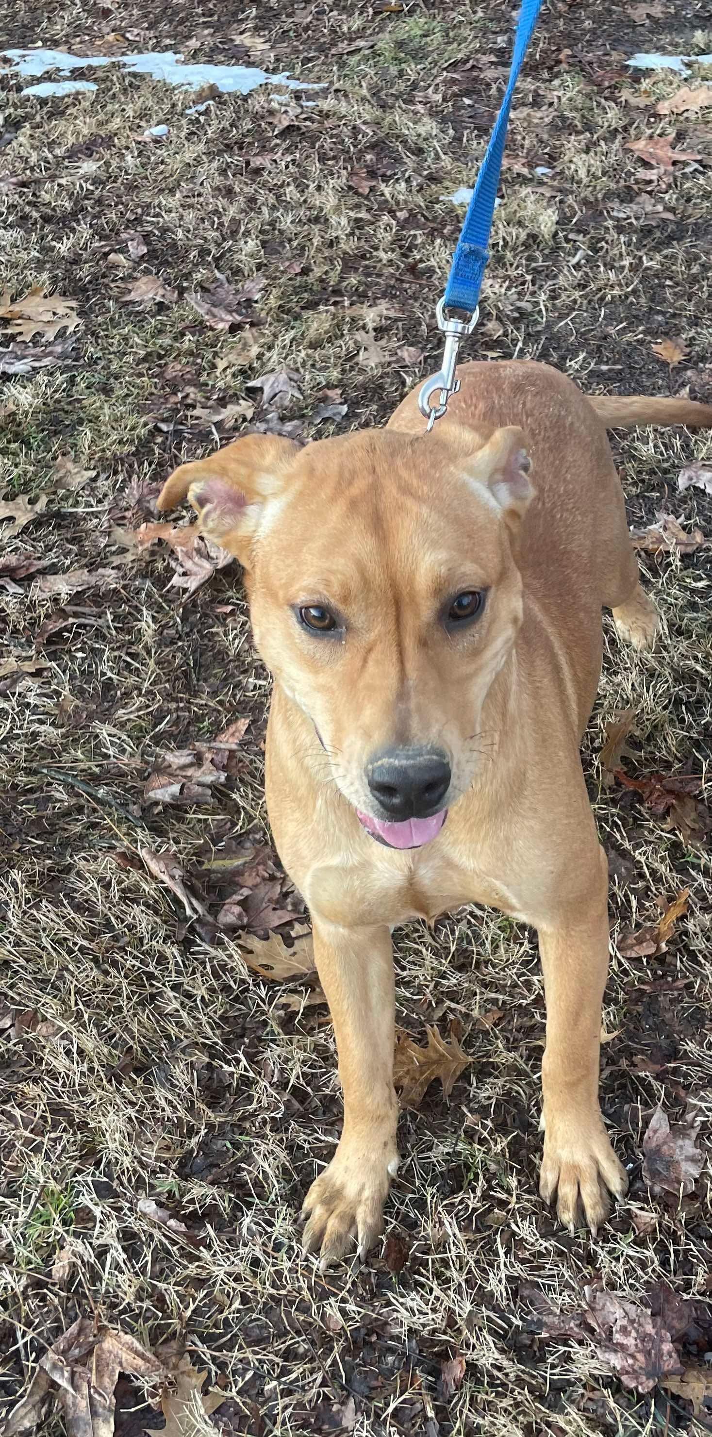 Allie, Young Female Shepherd