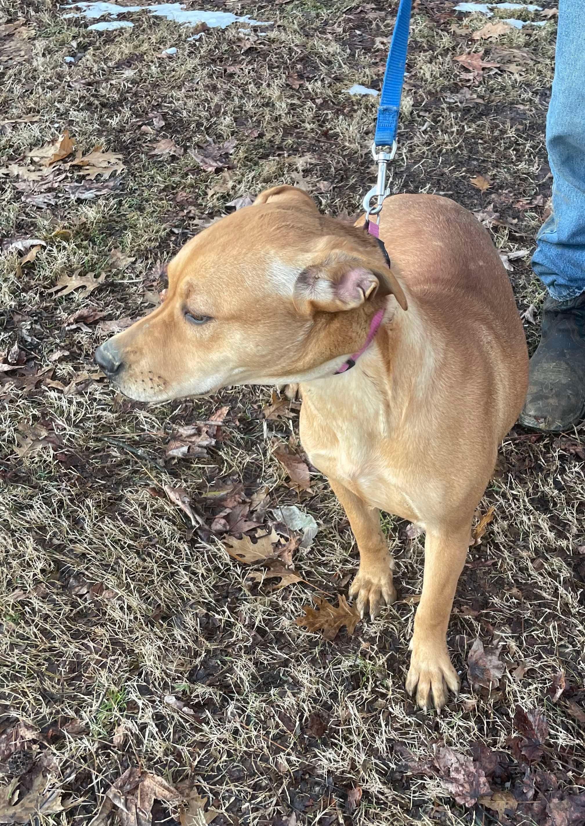 Allie, a Adopted mixed breed in Marion, AR image 2/2