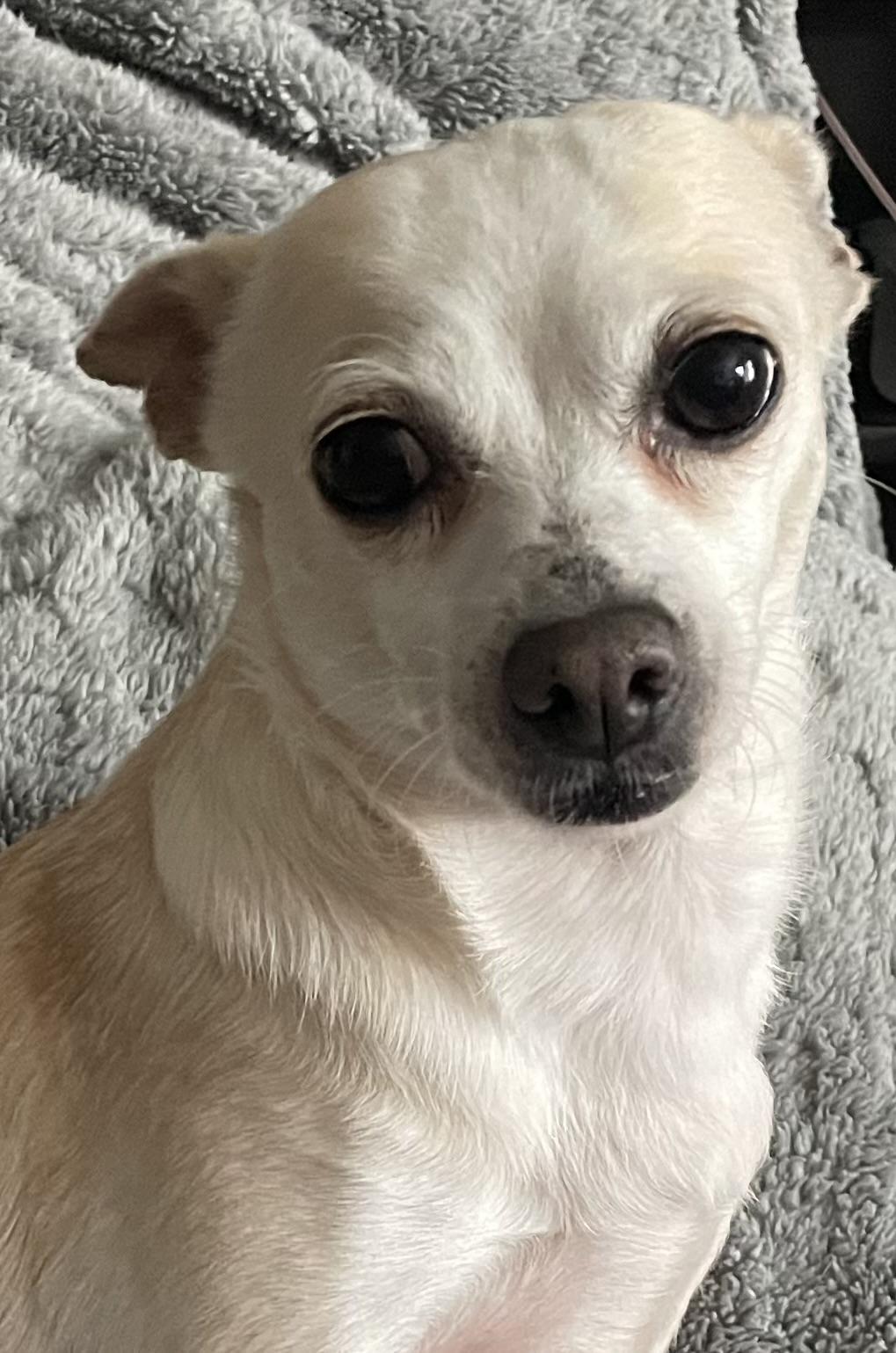 Enlarge Luna, a ADOPTABLE mixed breed in Silvana, WA image 1/3