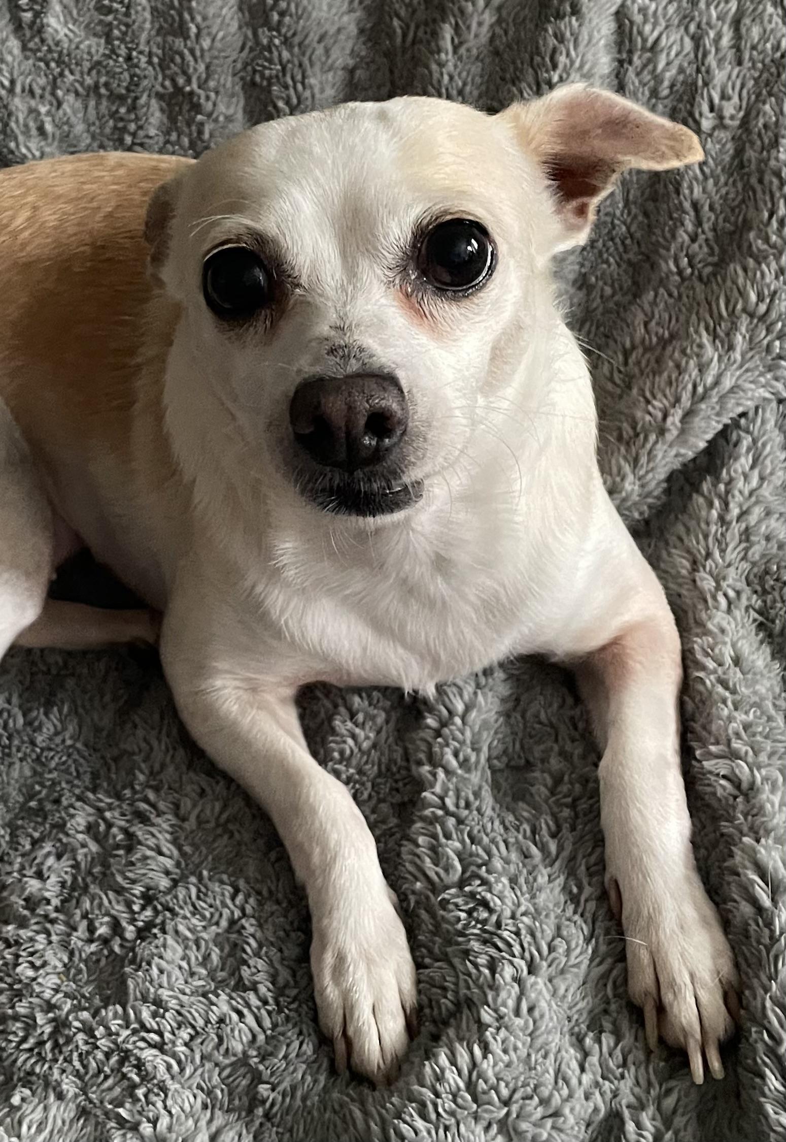 Enlarge Luna, a ADOPTABLE mixed breed in Silvana, WA image 2/3