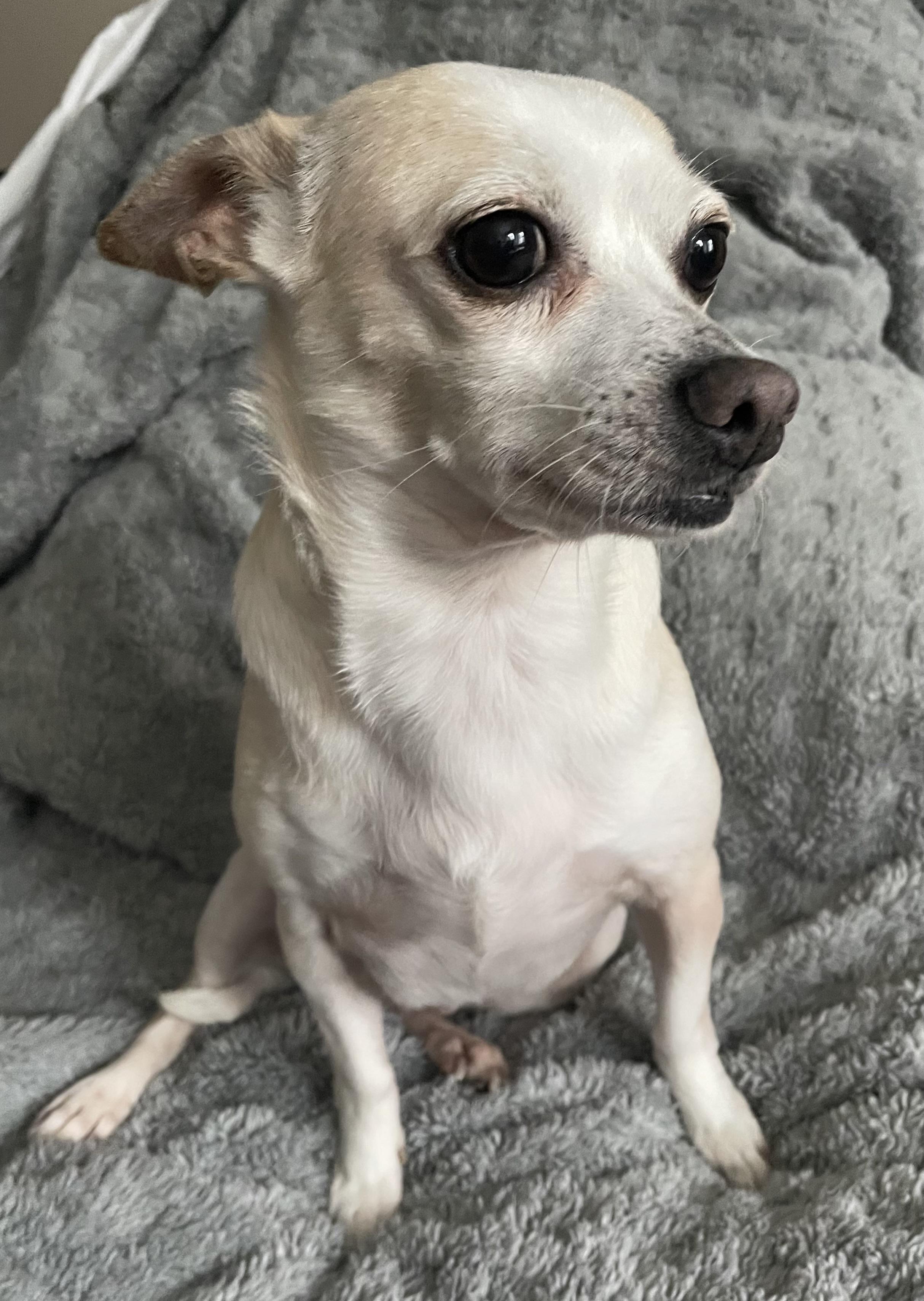 Enlarge Luna, a ADOPTABLE mixed breed in Silvana, WA image 3/3
