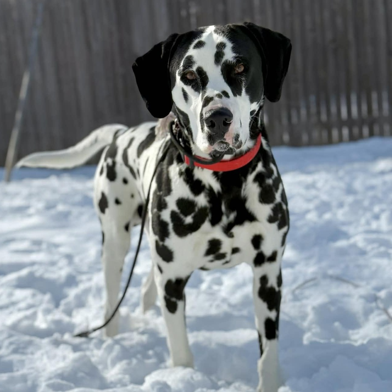 Tucker, ADOPTABLE, Young Male Dalmatian.