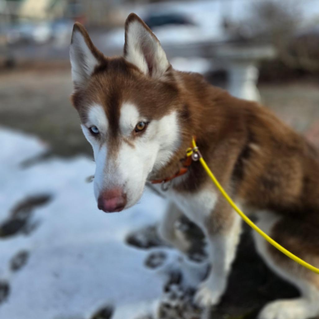 Logan, Adoptable, Adult Male Husky.