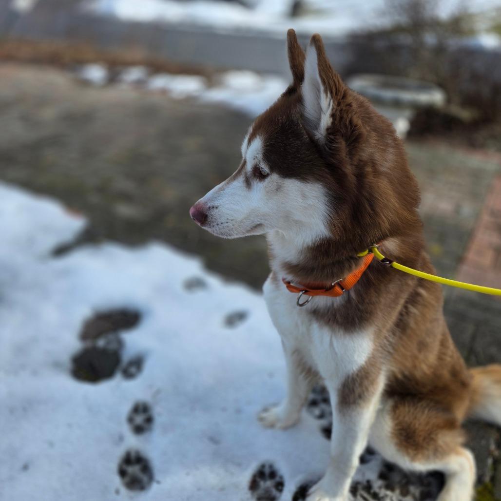 Enlarge Logan, a Adoptable Husky in Easton, PA image 2/4