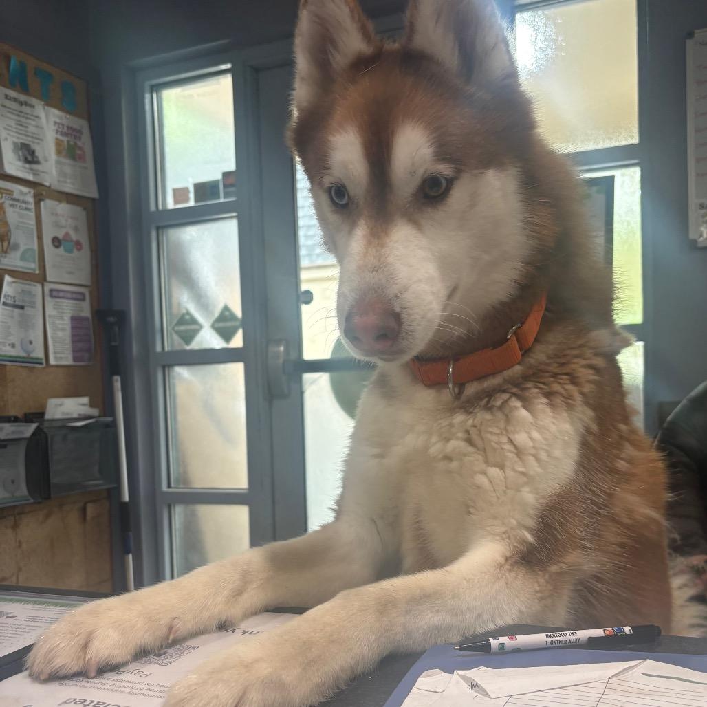 Enlarge Logan, a Adoptable Husky in Easton, PA image 3/4