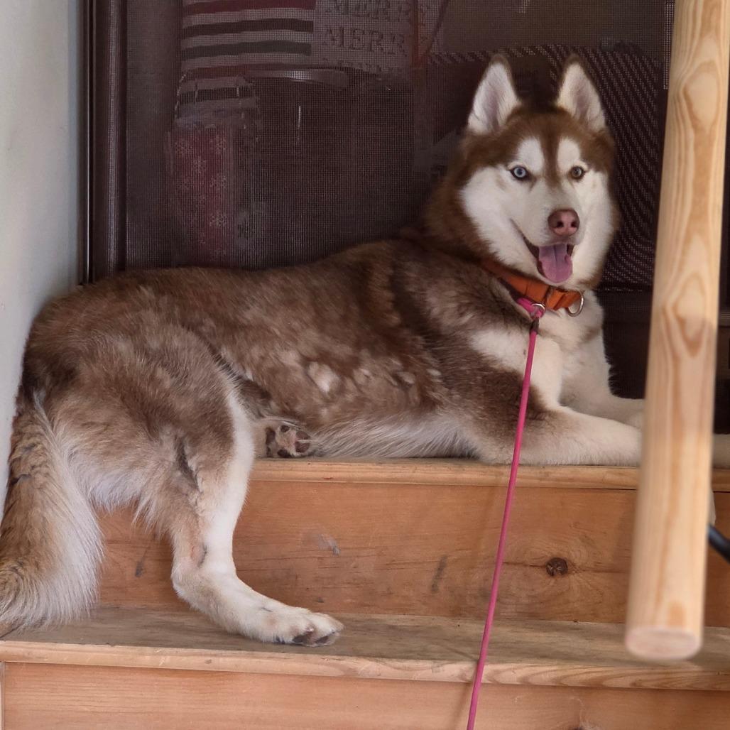 Enlarge Logan, a Adoptable Husky in Easton, PA image 4/4