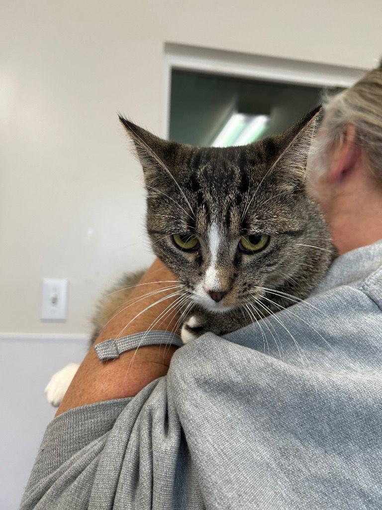 Enlarge Pumpernickel, a Adoptable Domestic Short Hair in Emmett, ID image 1/1