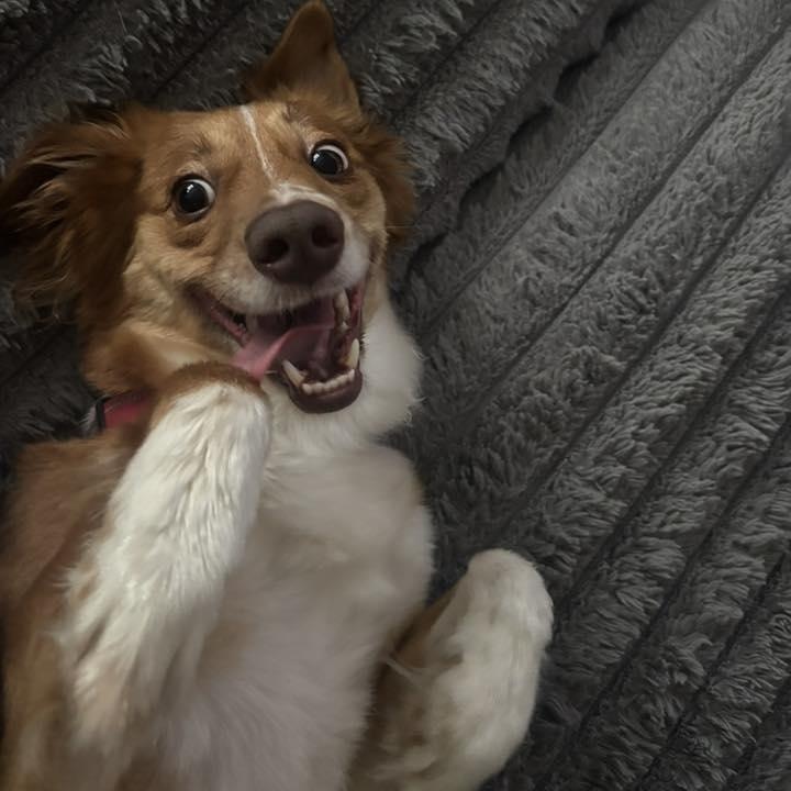 Enlarge Rizzy, a ADOPTABLE mixed breed in Racine, WI image 2/4