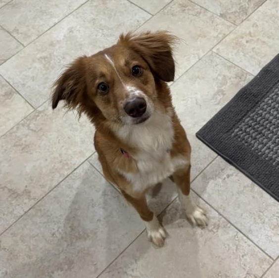 Enlarge Rizzy, a ADOPTABLE mixed breed in Racine, WI image 4/4