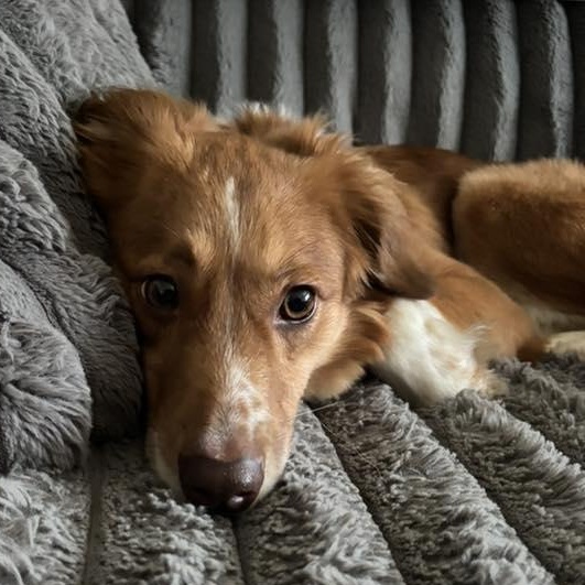 Enlarge Rizzy, a ADOPTABLE mixed breed in Racine, WI image 3/4