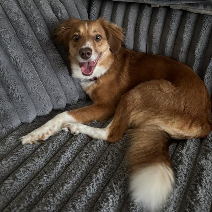 Enlarge Rizzy, a ADOPTABLE mixed breed in Racine, WI image 1/4