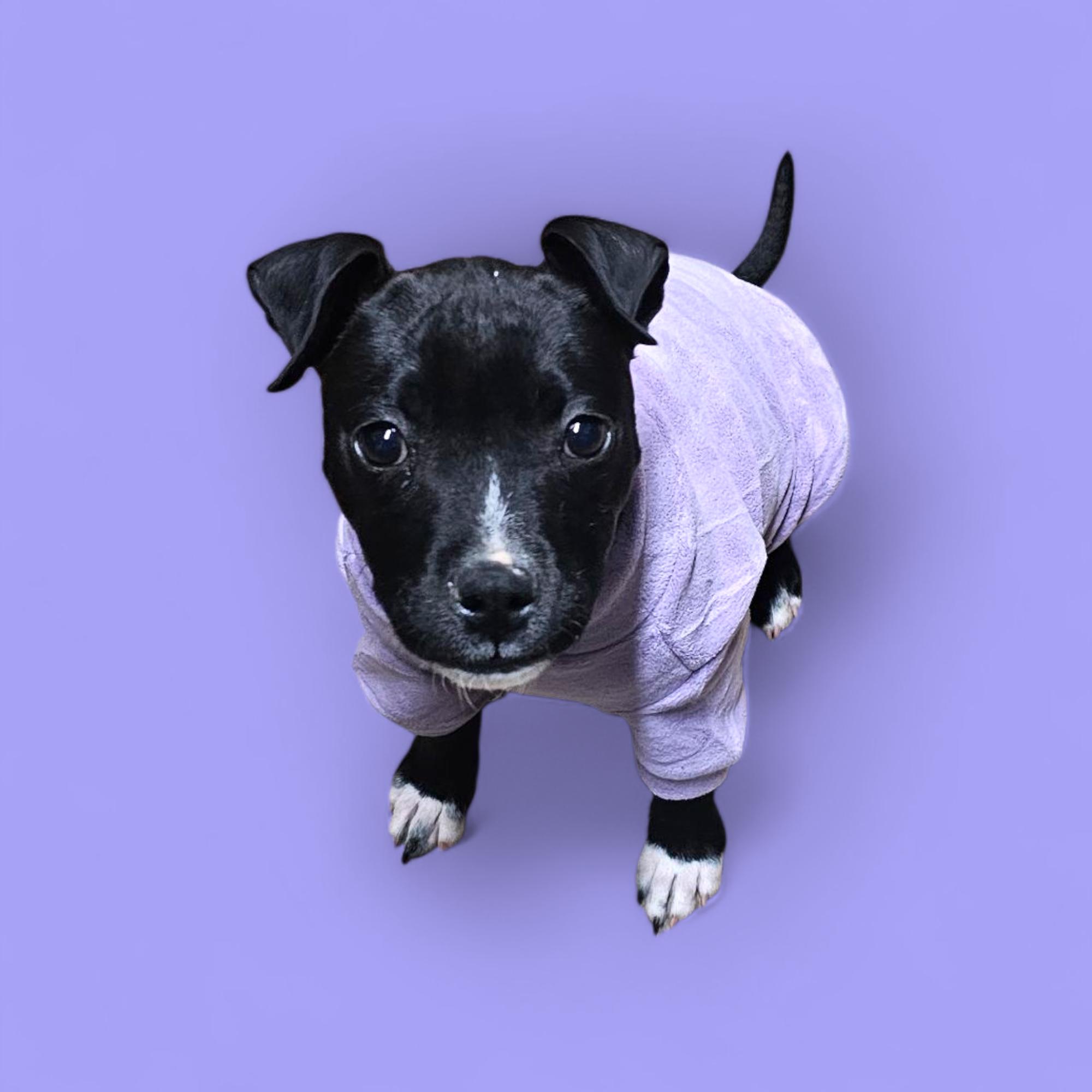 Rue, a ADOPTABLE mixed breed in Chesnee, SC image 1/4