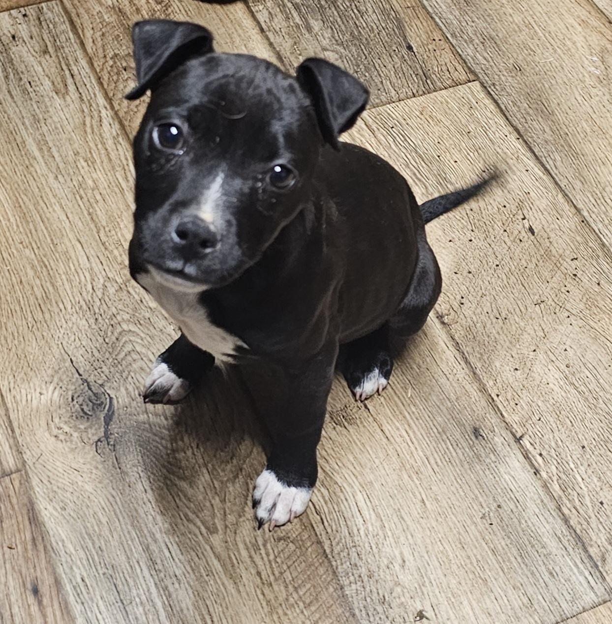 Rue, a ADOPTABLE mixed breed in Chesnee, SC image 2/4