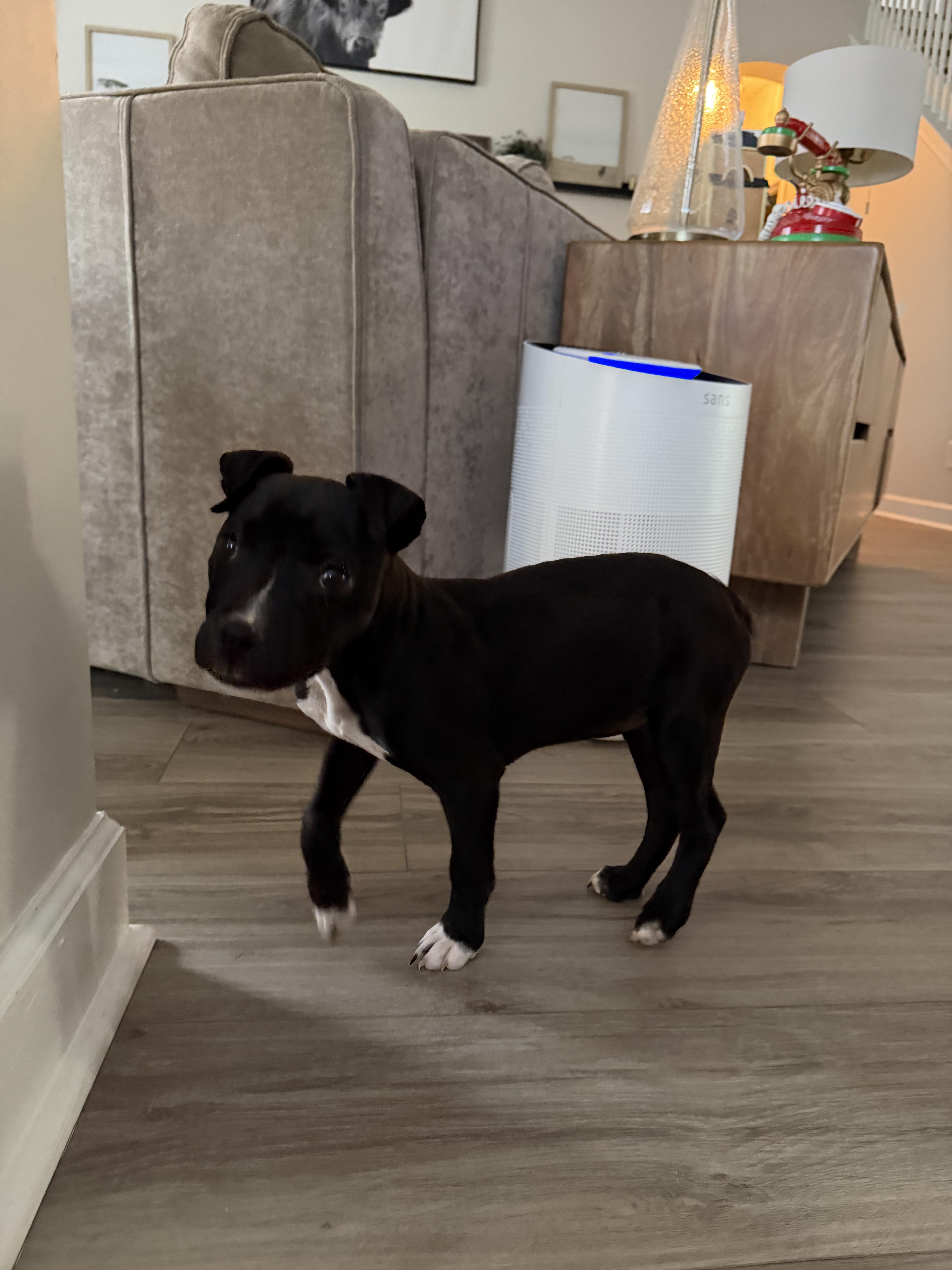 Rue, a ADOPTABLE mixed breed in Chesnee, SC image 3/4