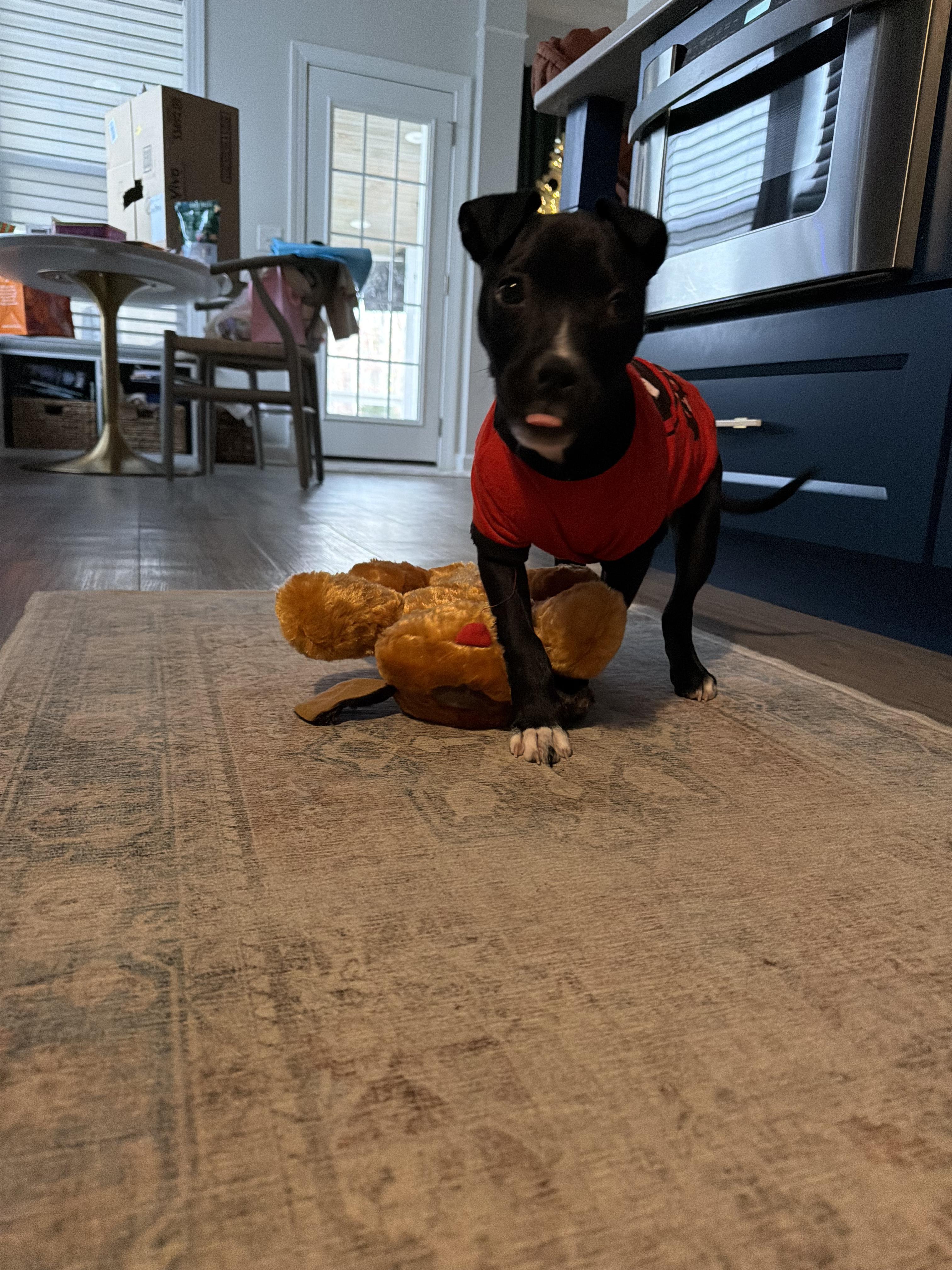 Rue, a ADOPTABLE mixed breed in Chesnee, SC image 4/4