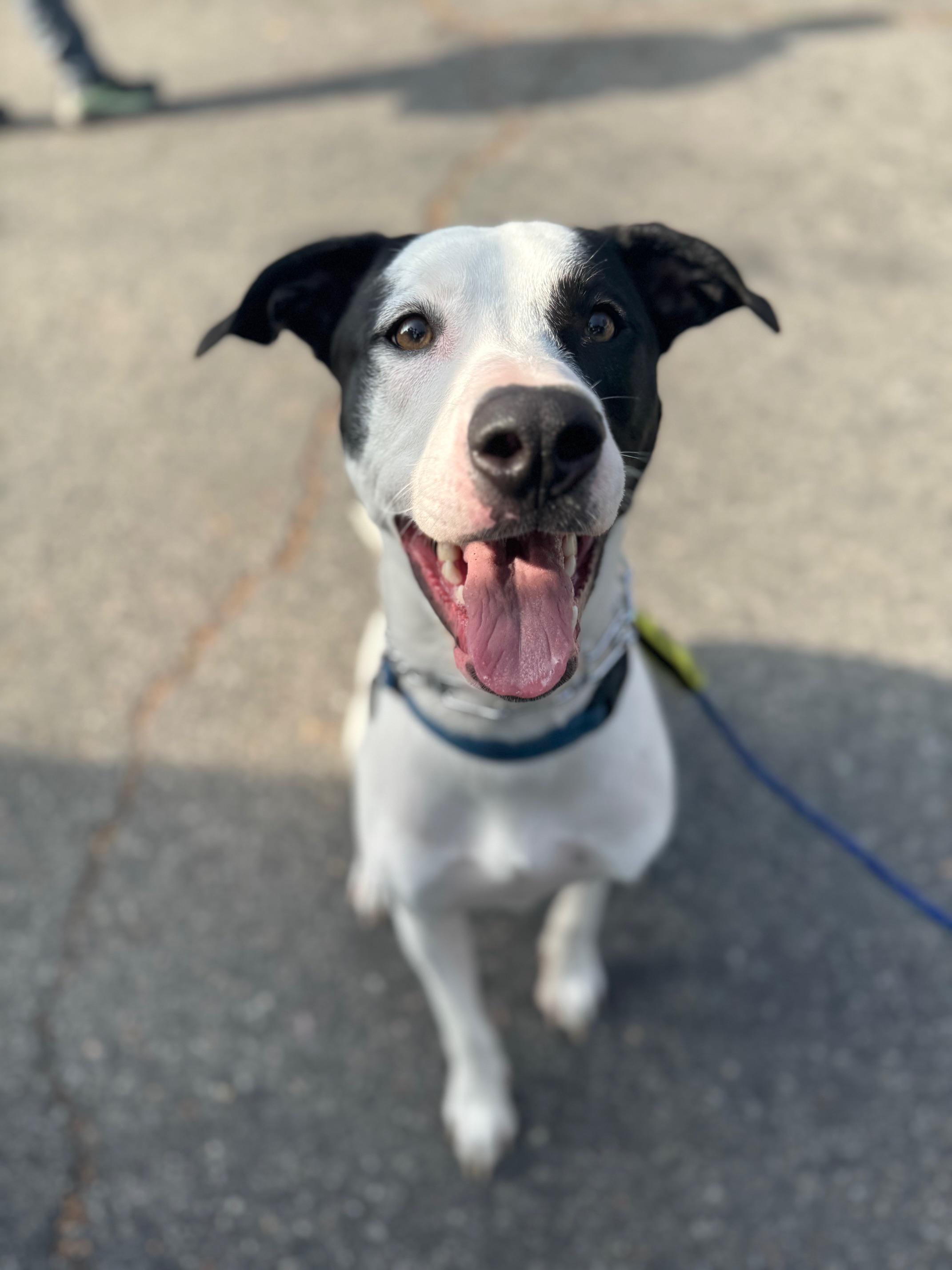 Jack, a Adoptable mixed breed in Burbank, CA image 6/6