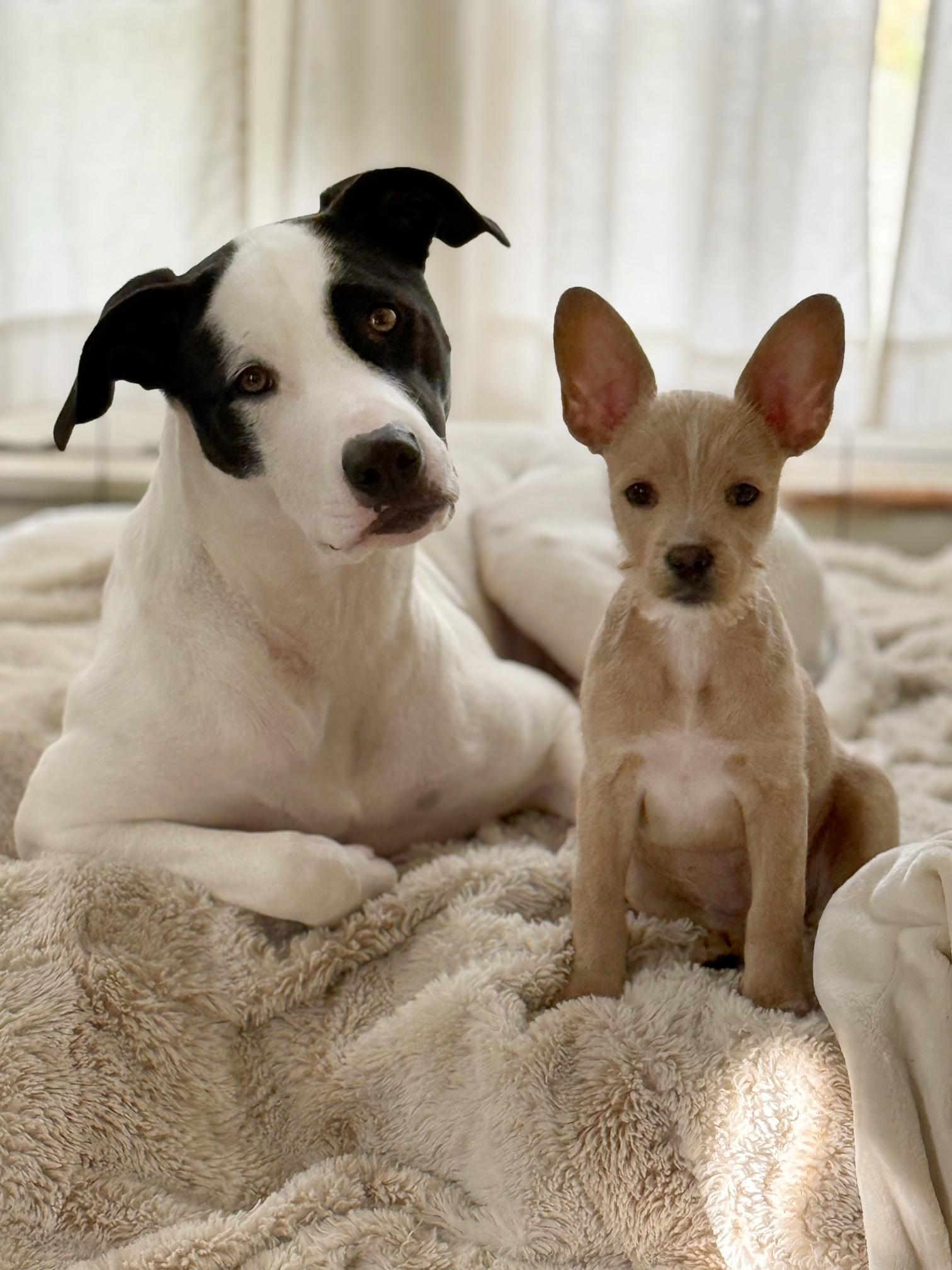 Jack, a Adoptable mixed breed in Burbank, CA image 3/6