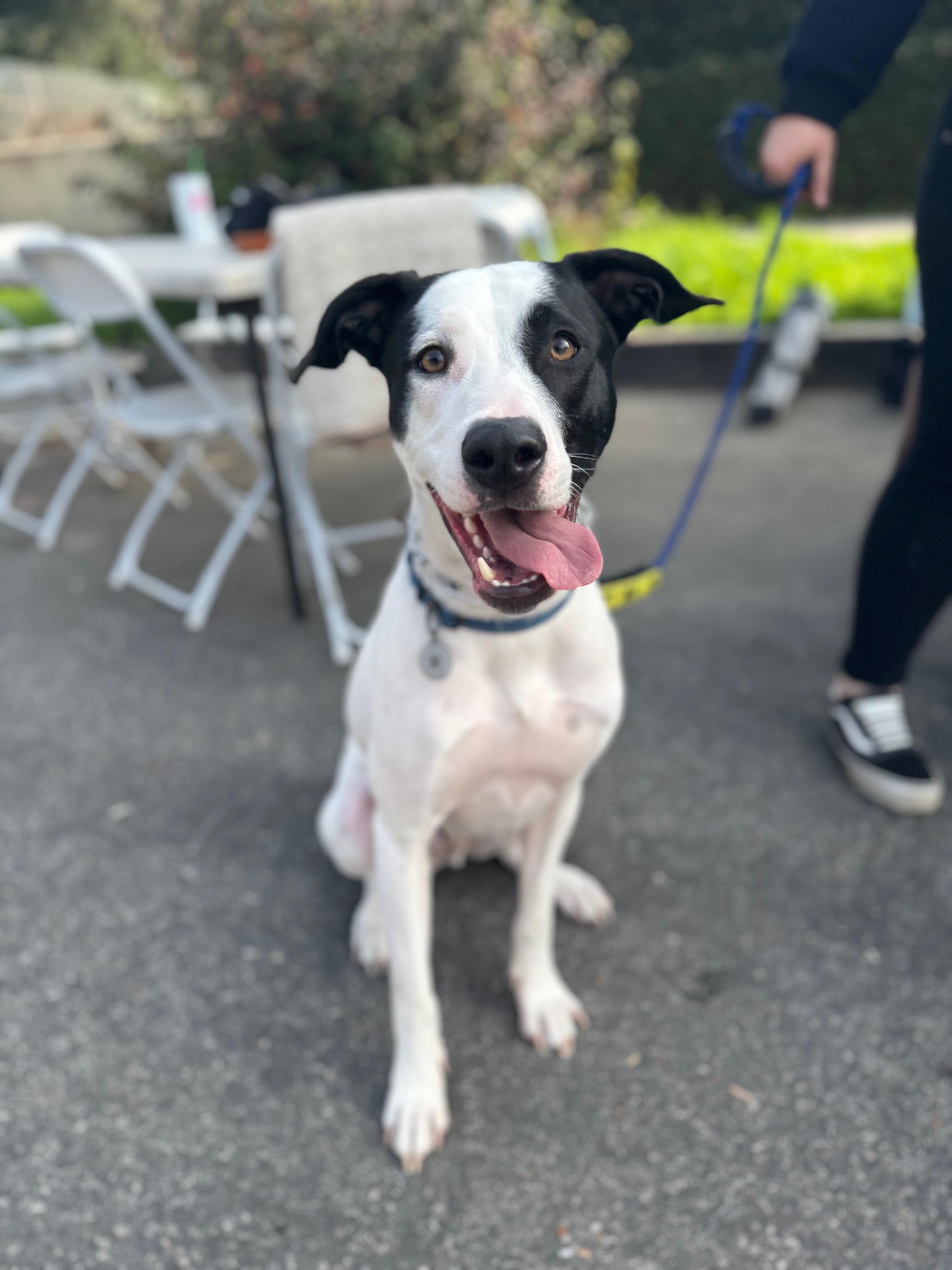 Jack, a Adoptable mixed breed in Burbank, CA image 1/6