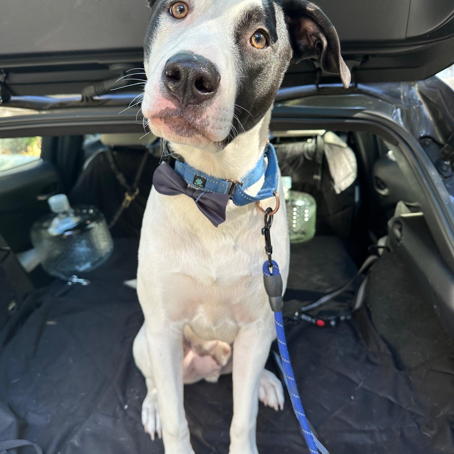 Jack, a Adoptable mixed breed in Burbank, CA image 4/6