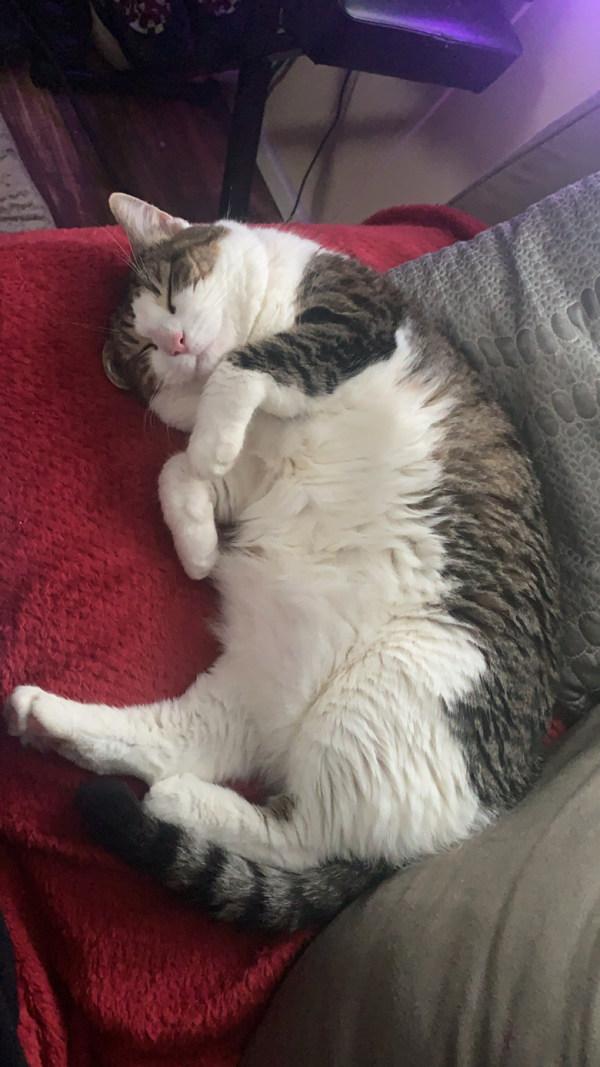 Bella (in Foster), Adoptable, Adult Female Domestic Short Hair.