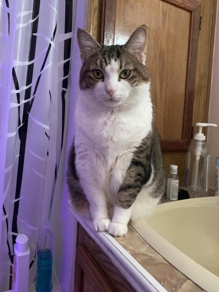 Enlarge Bella (in Foster), a Adoptable mixed breed in Skillman, NJ image 3/6