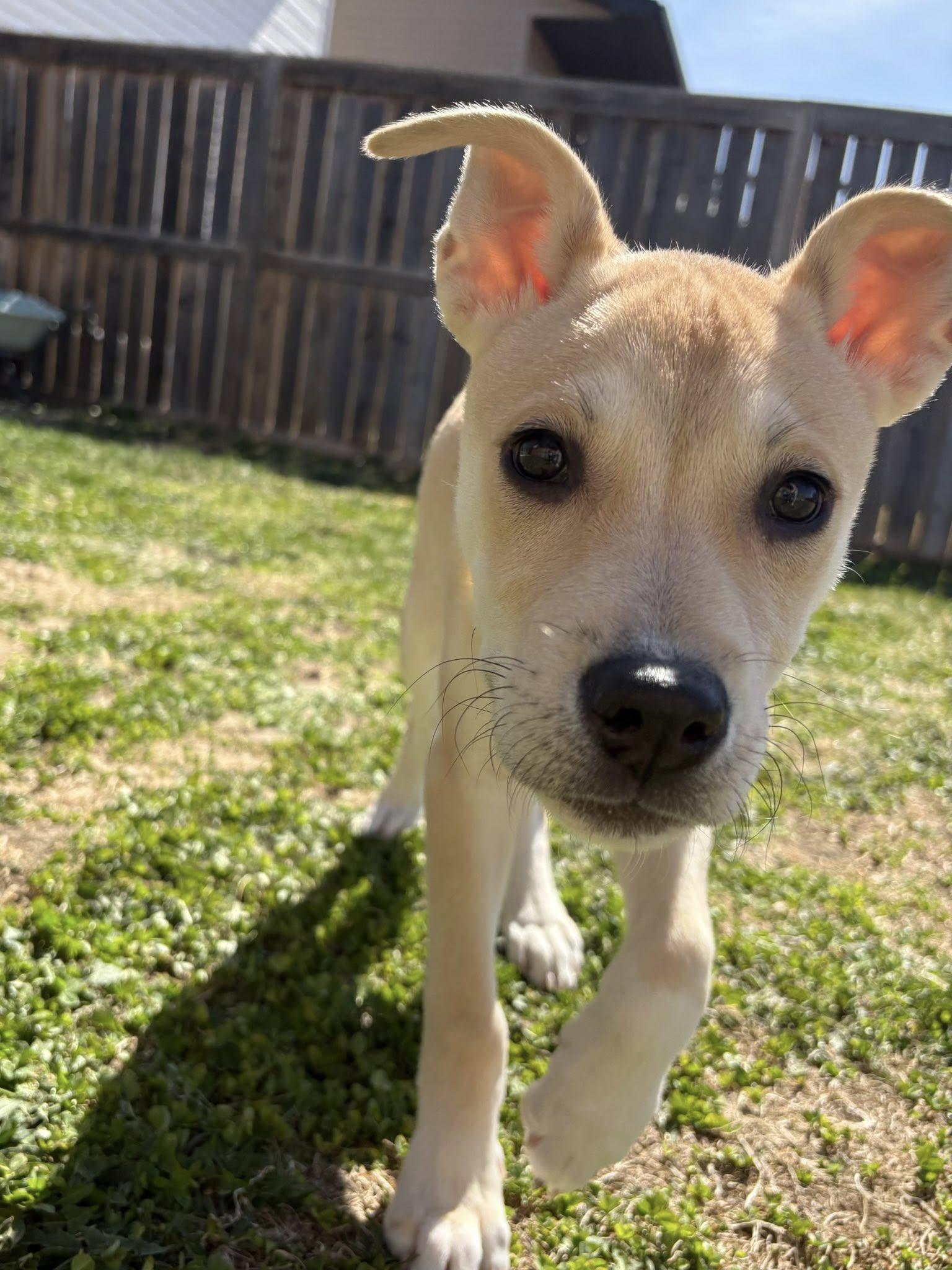DeeDee, Young Female Yellow Labrador Retriever