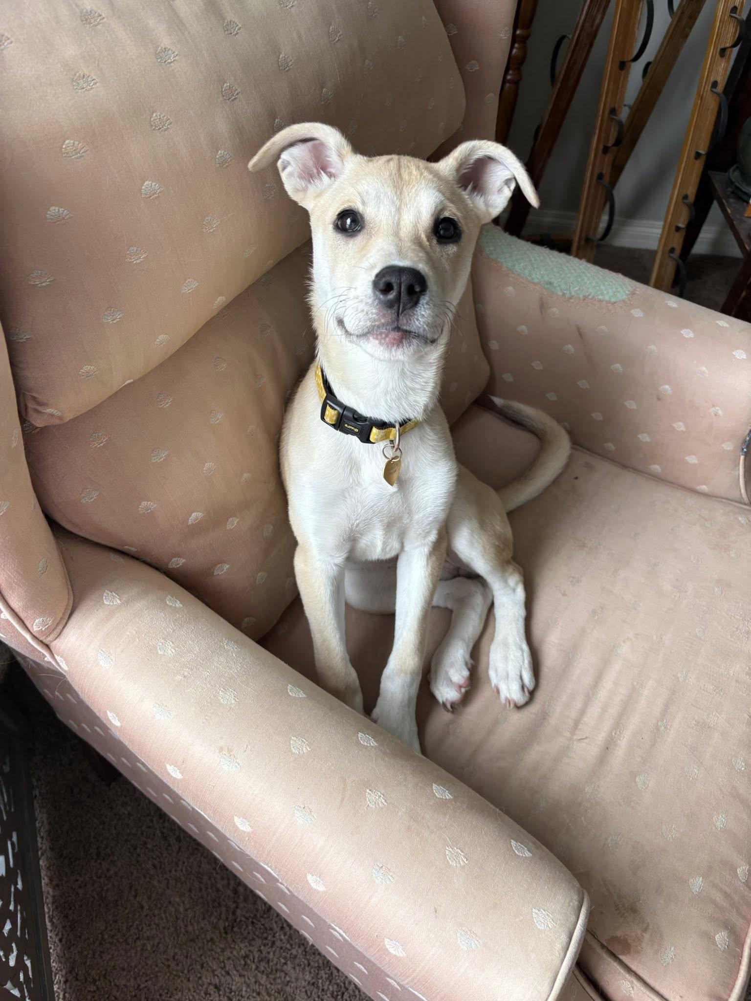 DeeDee, an adoptable Yellow Labrador Retriever in Lethbridge, AB, T1K 7V5 | Photo Image 2