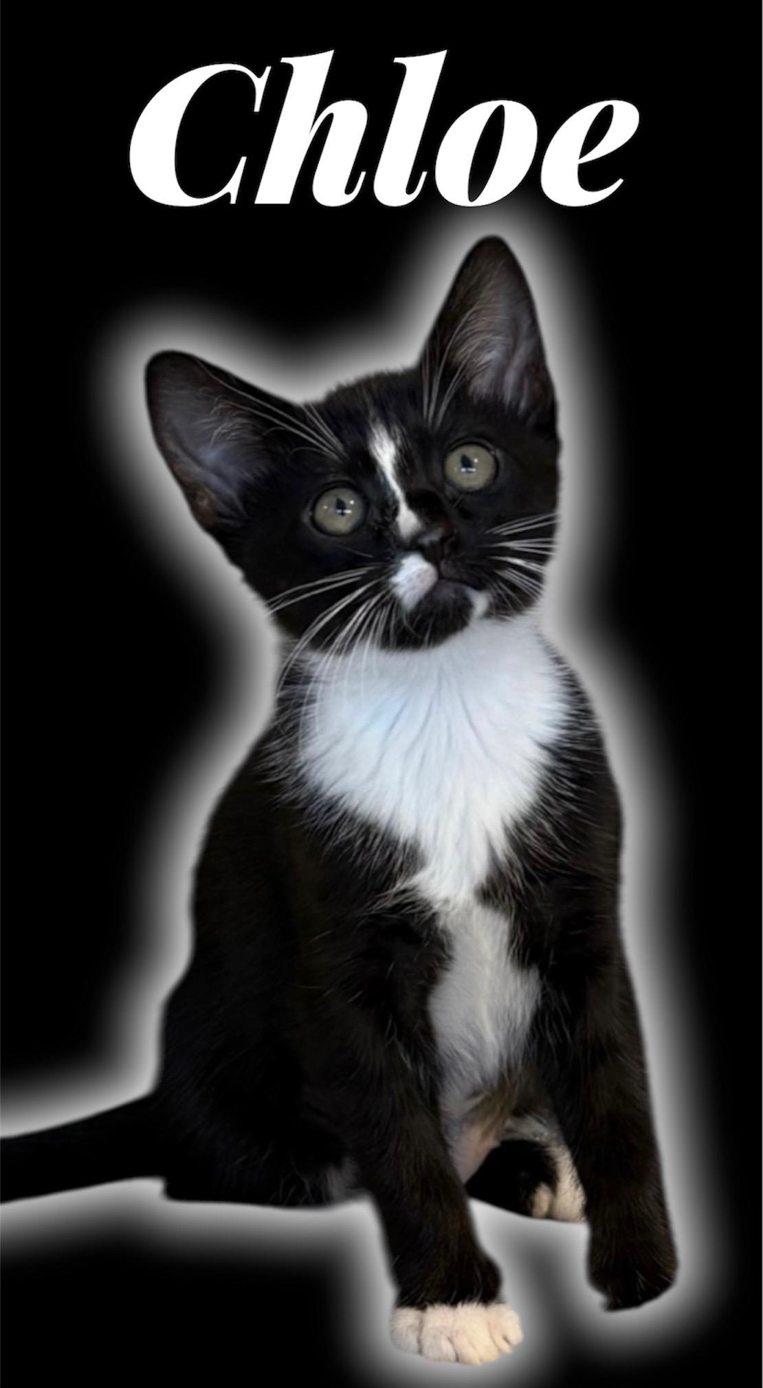 Enlarge Chloe, a ADOPTABLE Domestic Short Hair in Auburn, CA image 1/1