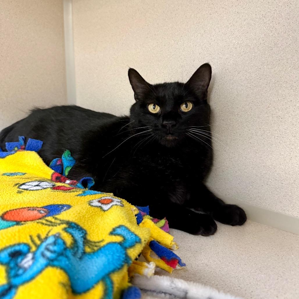 Olive, Adoptable, Senior Female Domestic Short Hair.