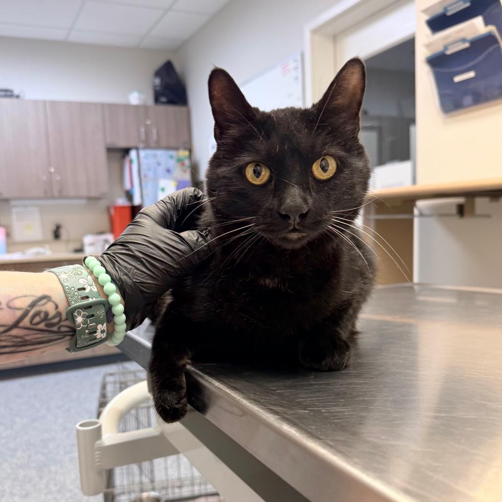 Enlarge Olive, a Adoptable Domestic Short Hair in Great Falls, MT image 2/4