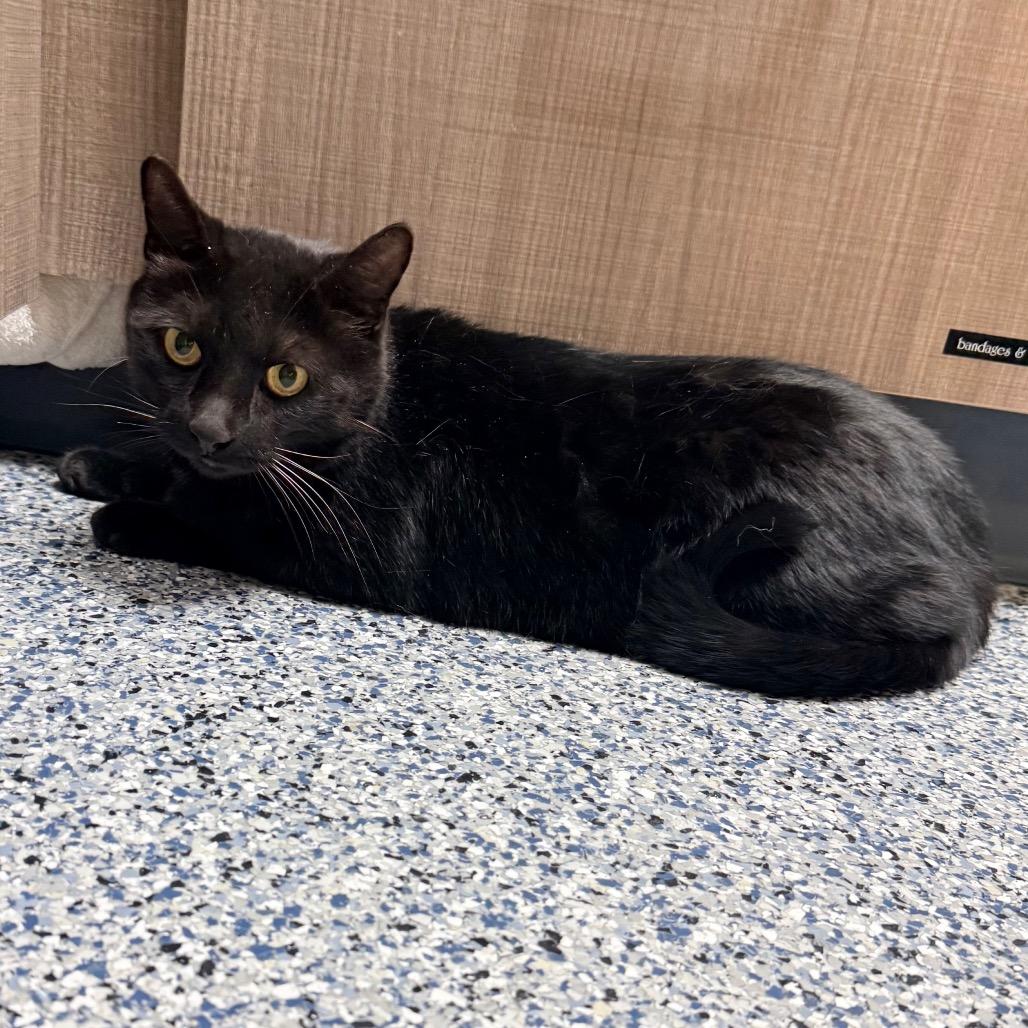 Enlarge Olive, a Adoptable Domestic Short Hair in Great Falls, MT image 3/4