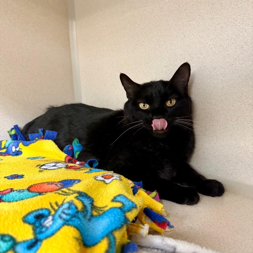 Enlarge Olive, a Adoptable Domestic Short Hair in Great Falls, MT image 4/4