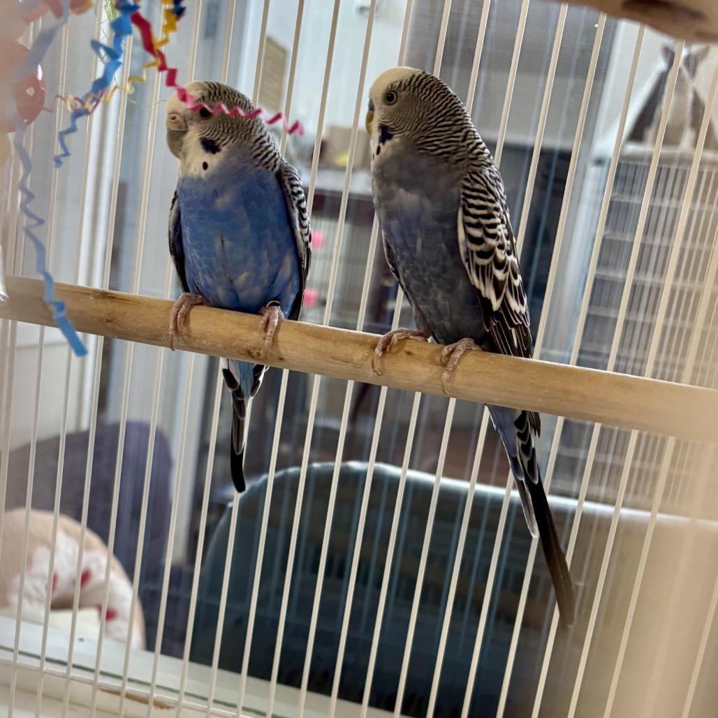 Rooney Doodle, Adoptable, Young Male Parakeet (Other).